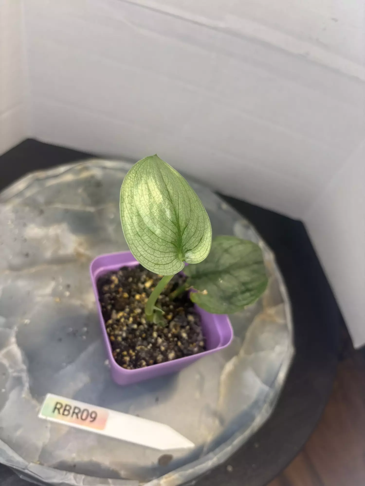 plant/RBR09 Scindapsus Platinum-3