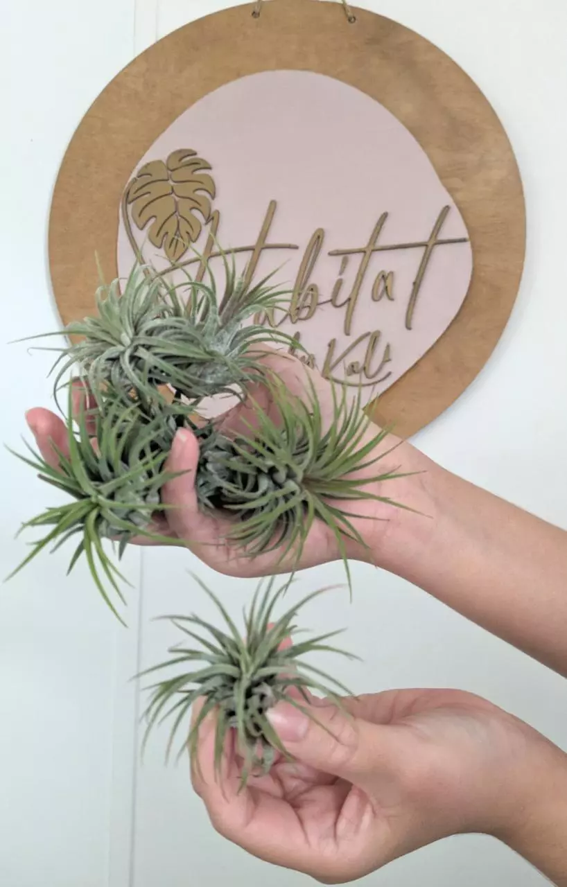 plant/Tillandsia ionantha-0