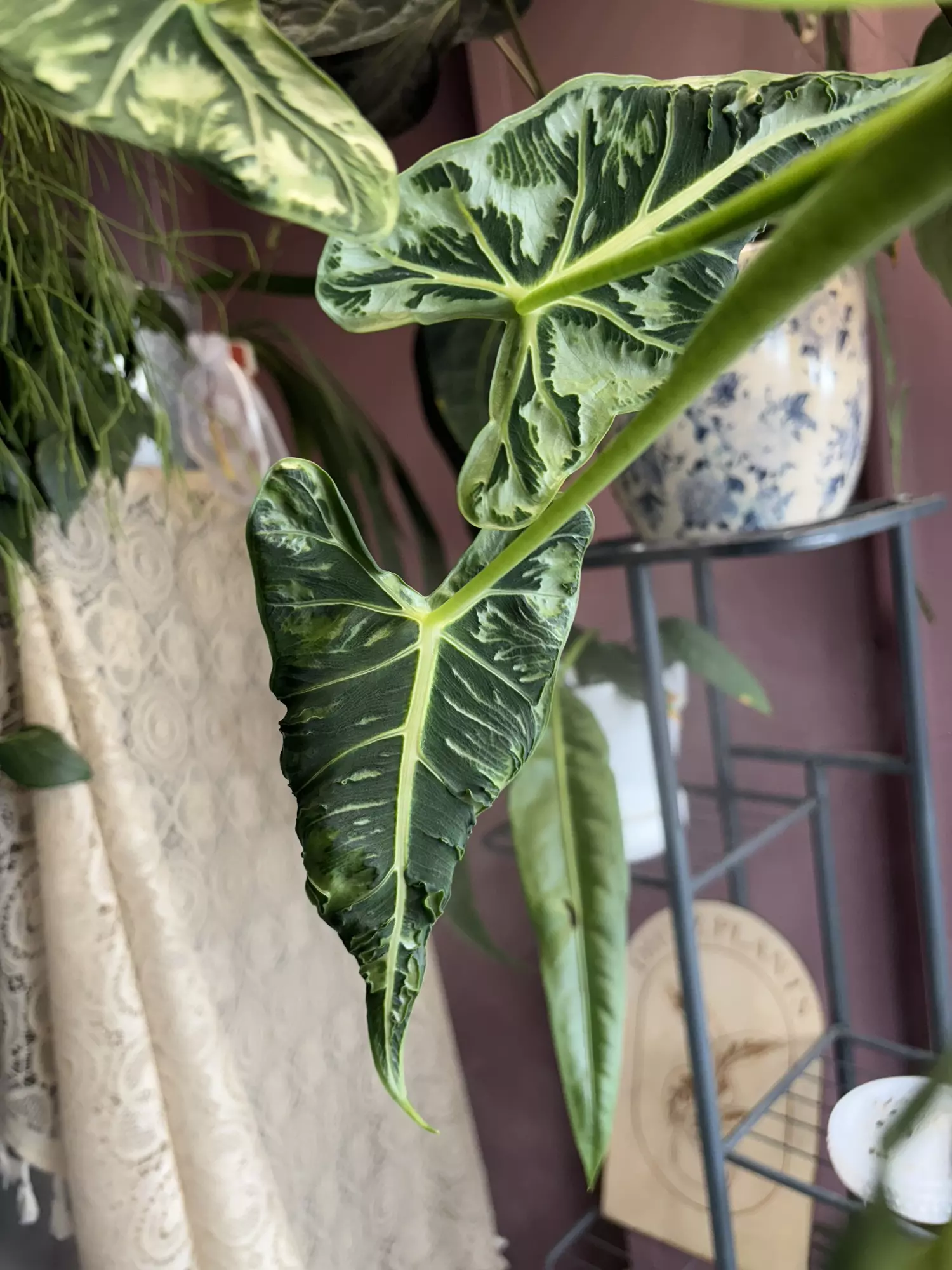 plant/Frydek Tattoo/Emerald Tide CORM-1