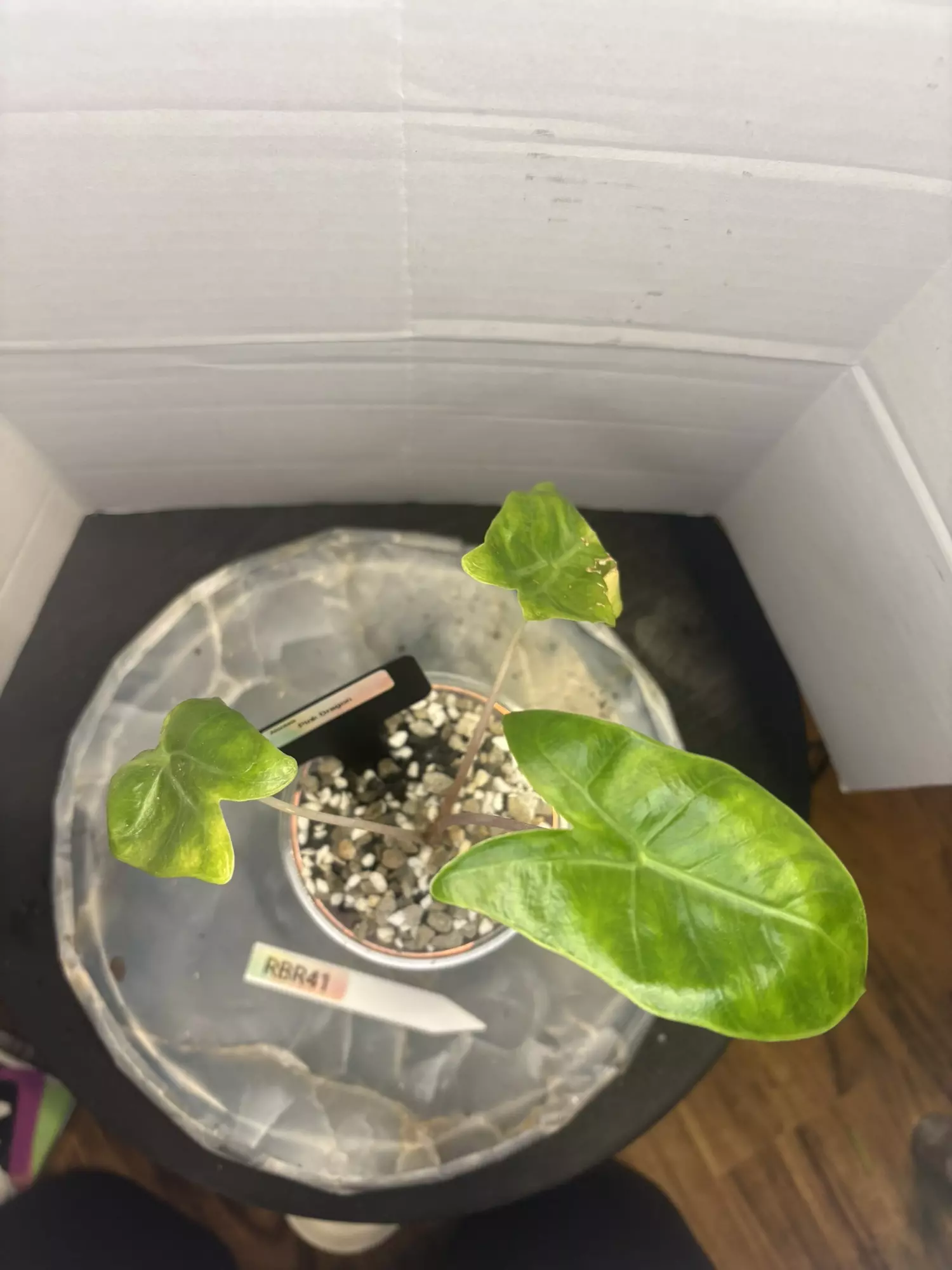 plant/RBR41 Alocasia Pink Dragon - corming size!-0