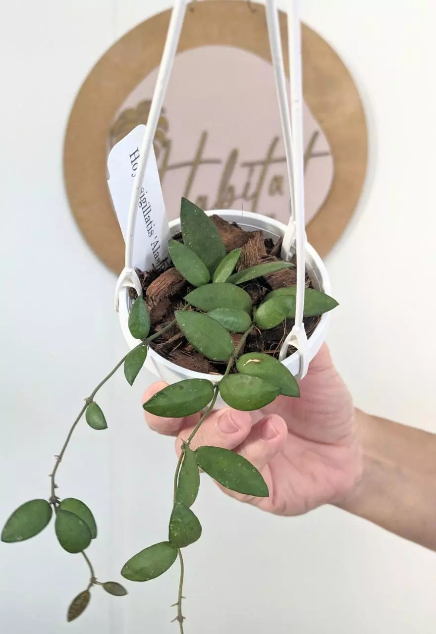 plant/#2169 Hoya sigillatis 'Alas River' -0