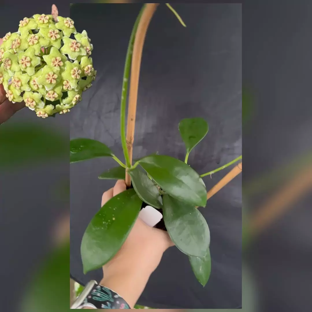 plant/Hoya sp. UT-036 West Timor (cool yellow green flowers)-0