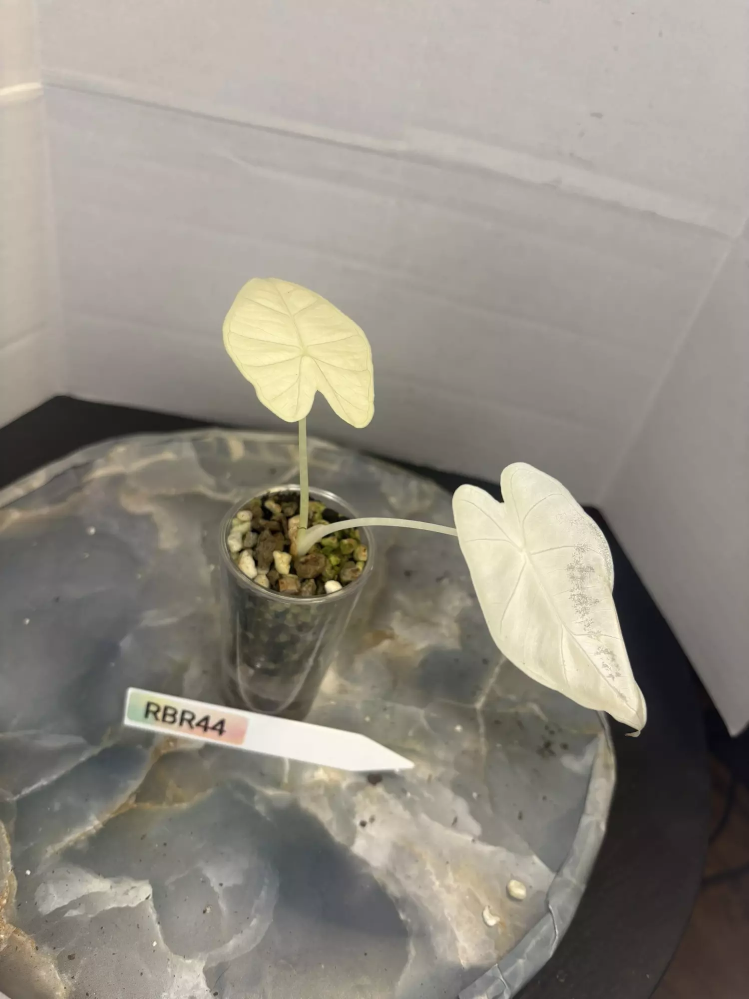 plant/RBR44 Alocasia Frydek Variegated-0