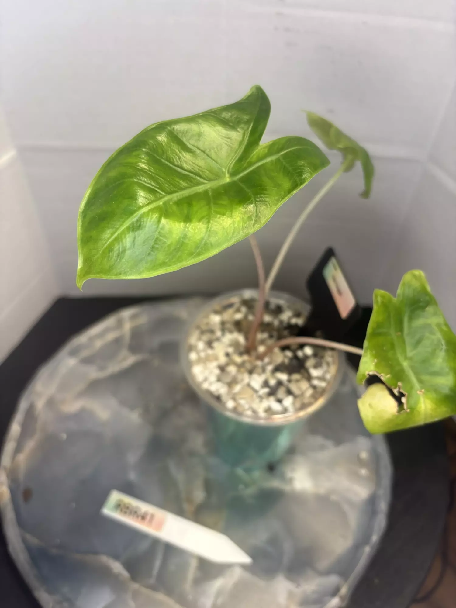 plant/RBR41 Alocasia Pink Dragon - corming size!-1