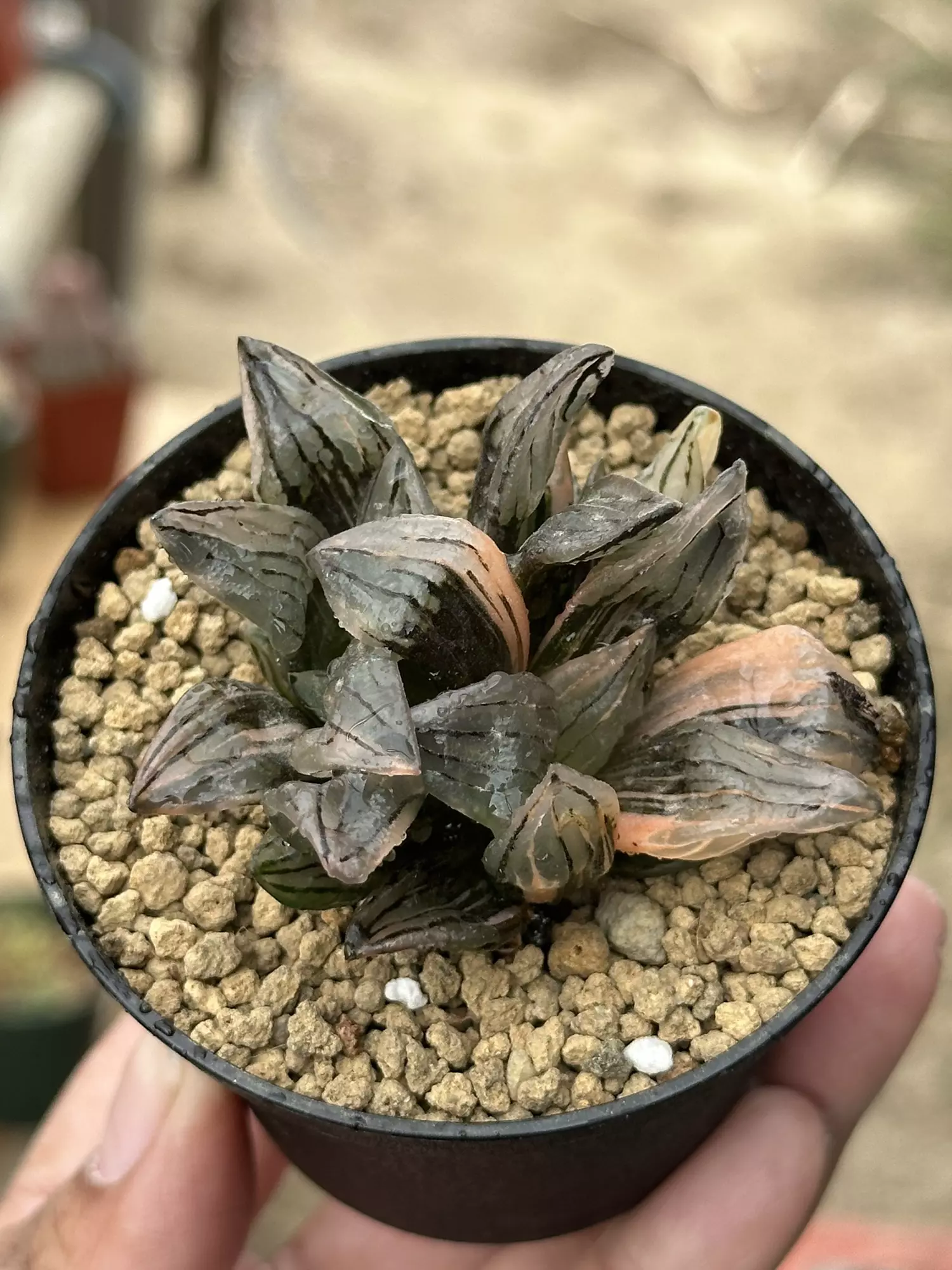 plant/Haworthia Atrofusca Variegated Watermelon-0