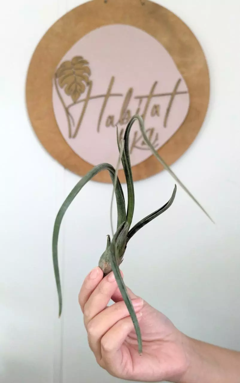 plant/#3 Tillandsia -0