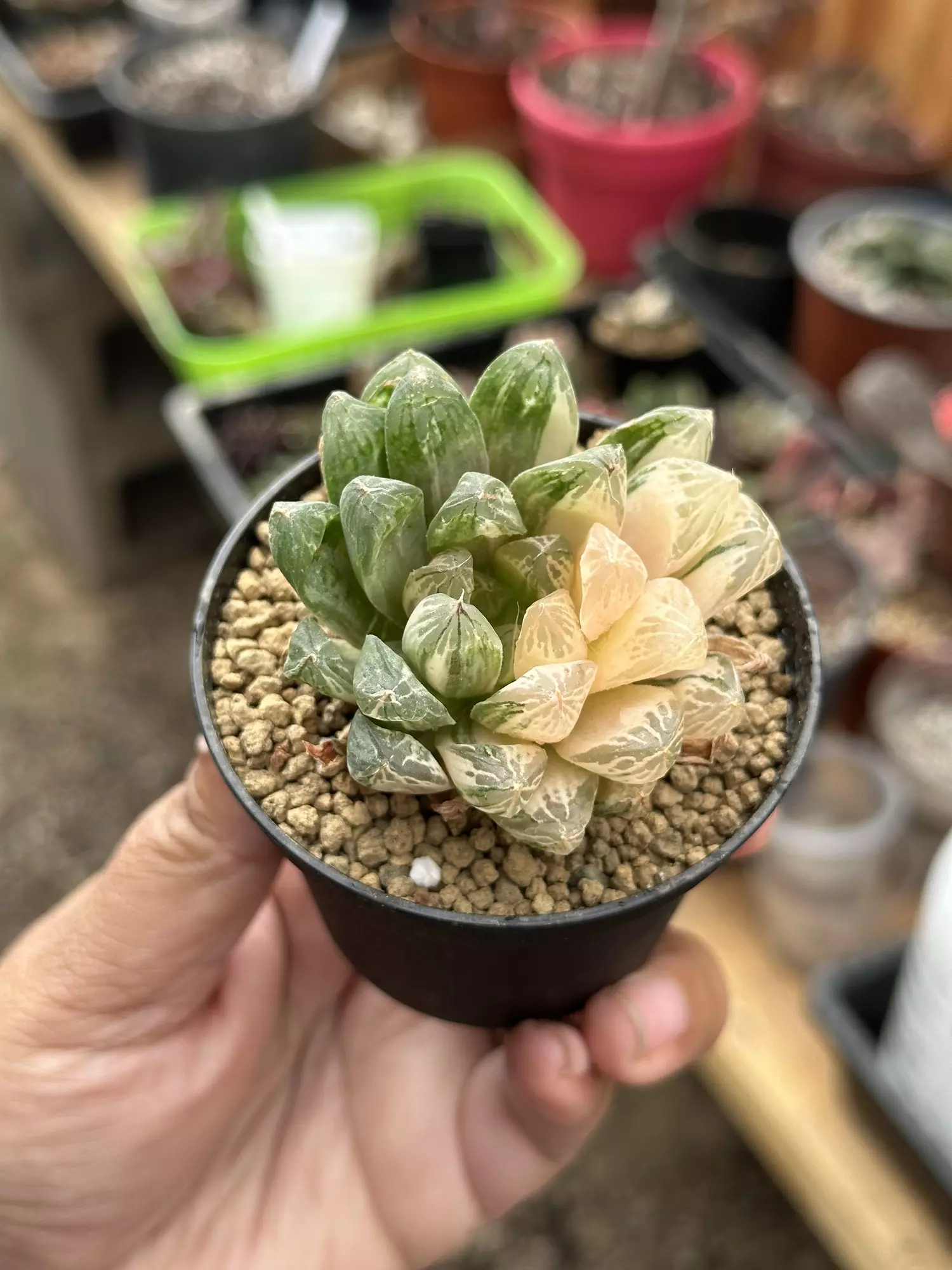 plant/Haworthia Suzhou Yulujin-0
