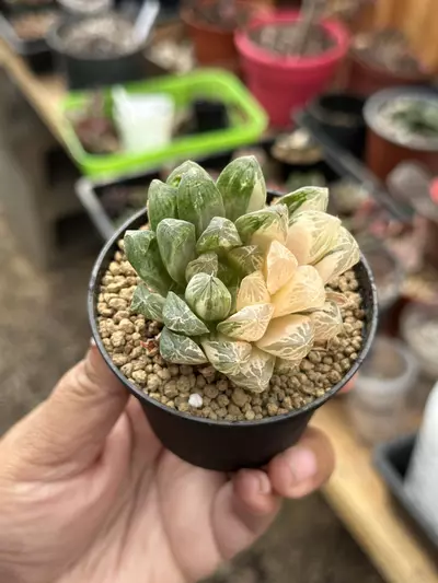 plant/Haworthia Suzhou Yulujin-0-thumbnail