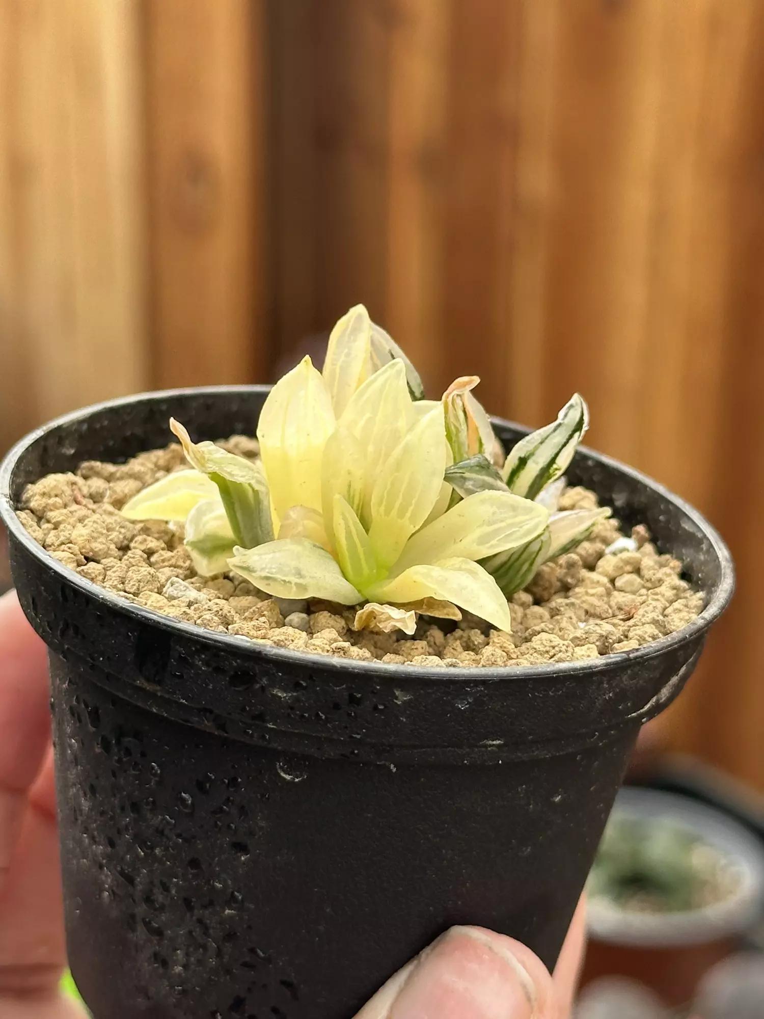 plant/Haworthia Atrofusca Variegated Watermelon-1