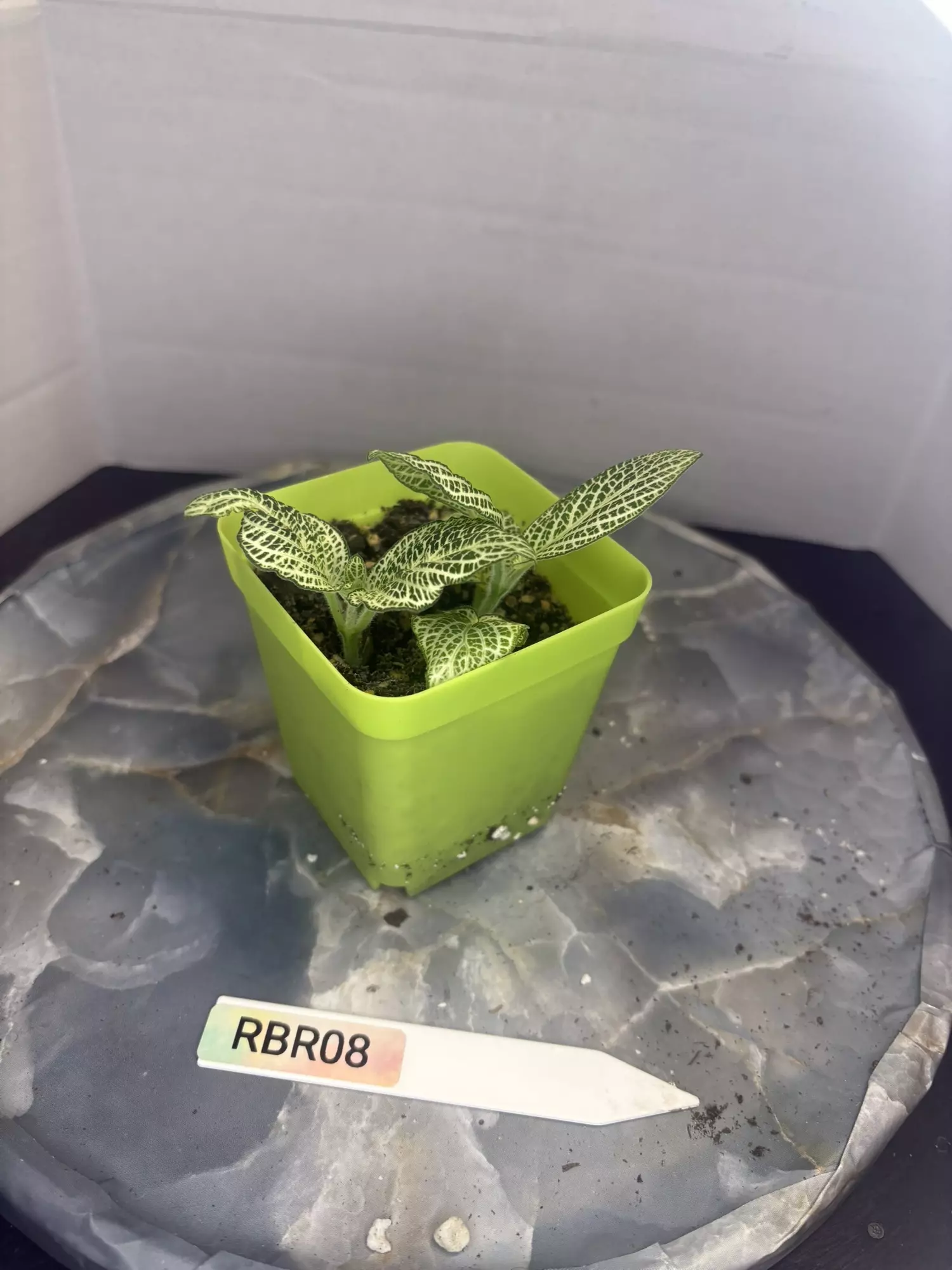 plant/RBR08 Silver Nerve Fittonia-2