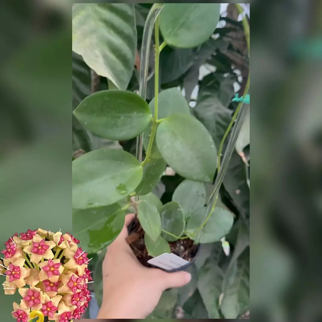 plant/Hoya hybrid MB-1414-0