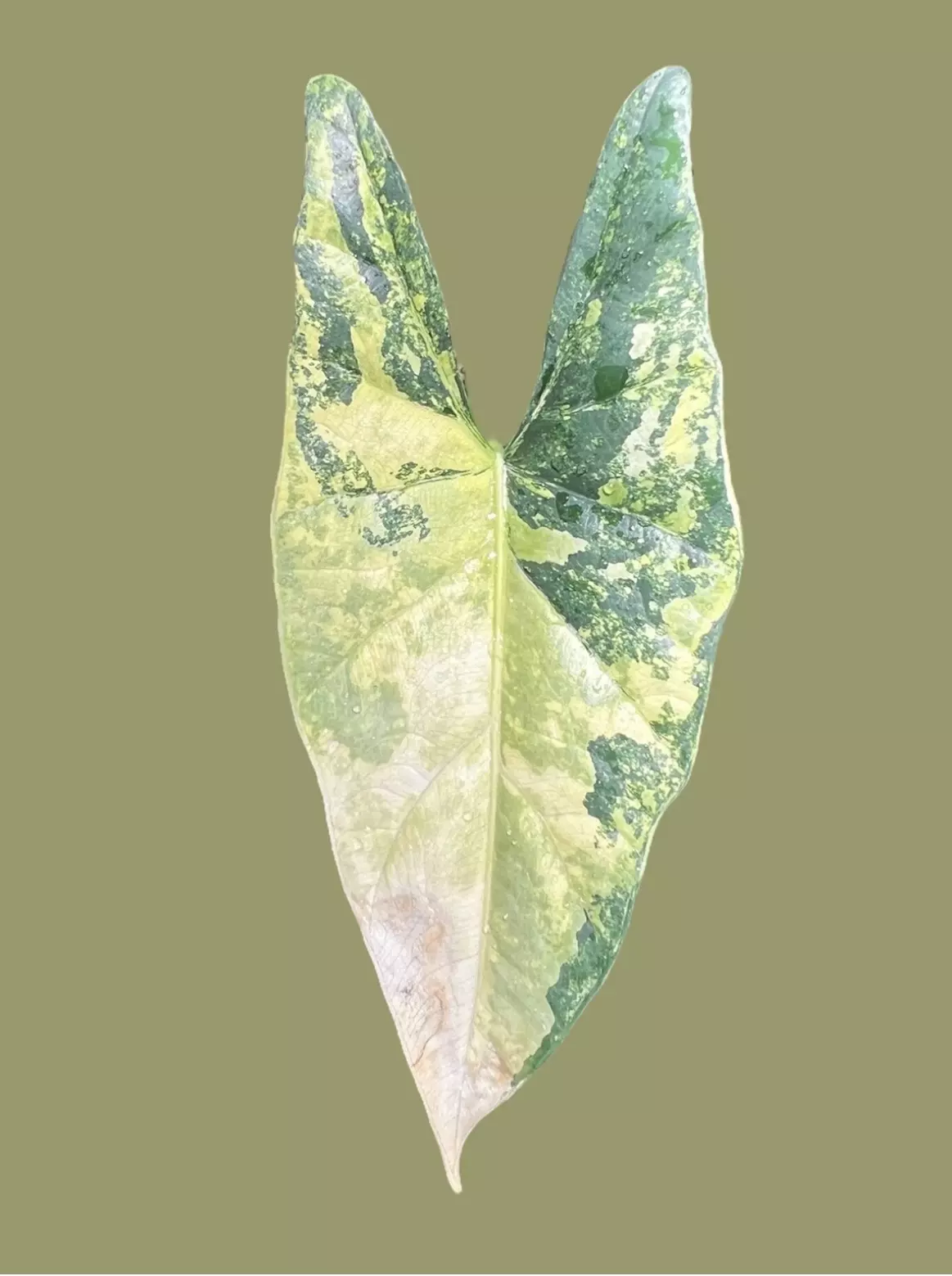 plant/(Read Description) Aurea Variegated Alocasia Simpo Corm-1