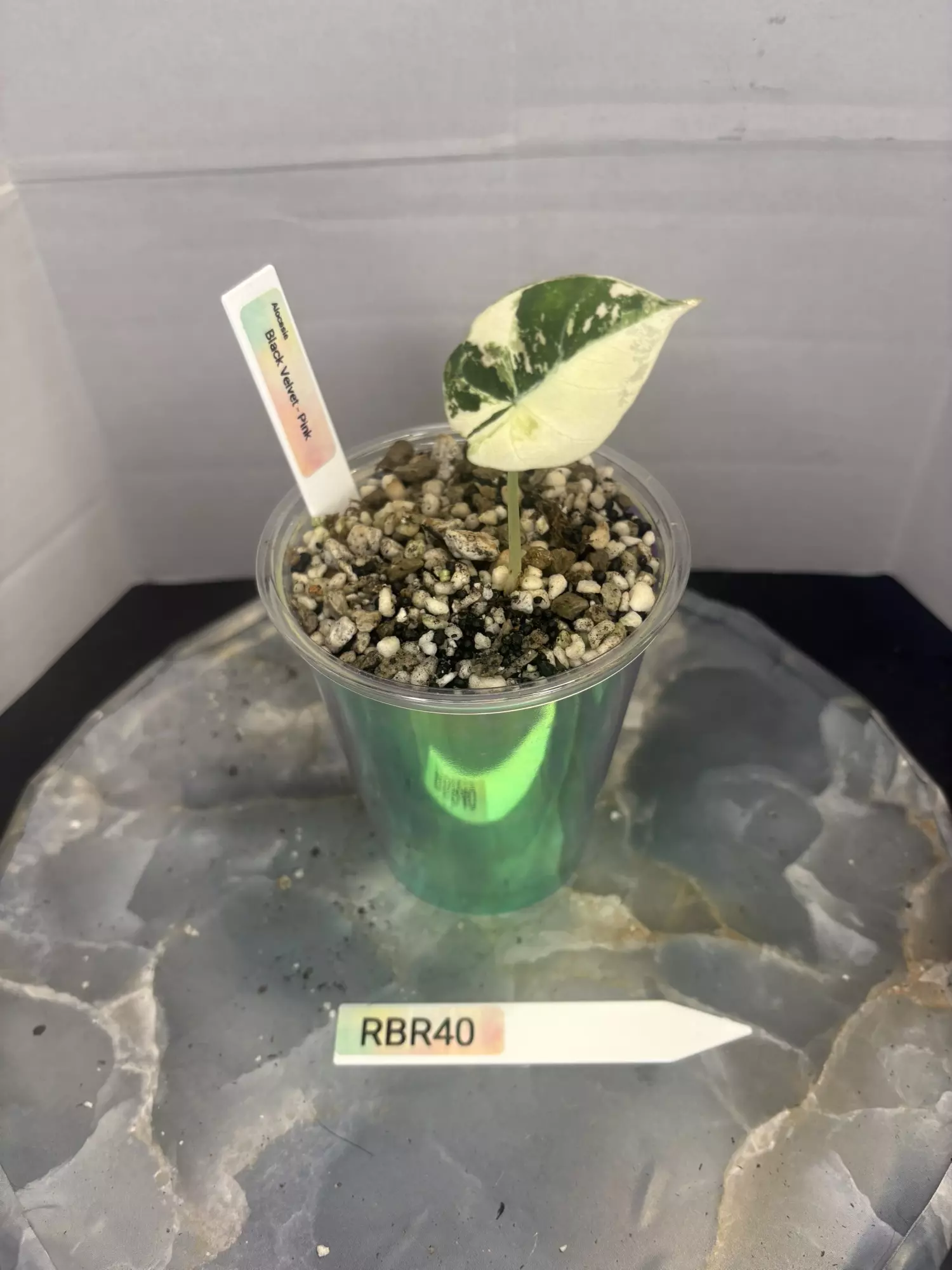 plant/RBR40 Alocasia Black Velvet - Pink! -0