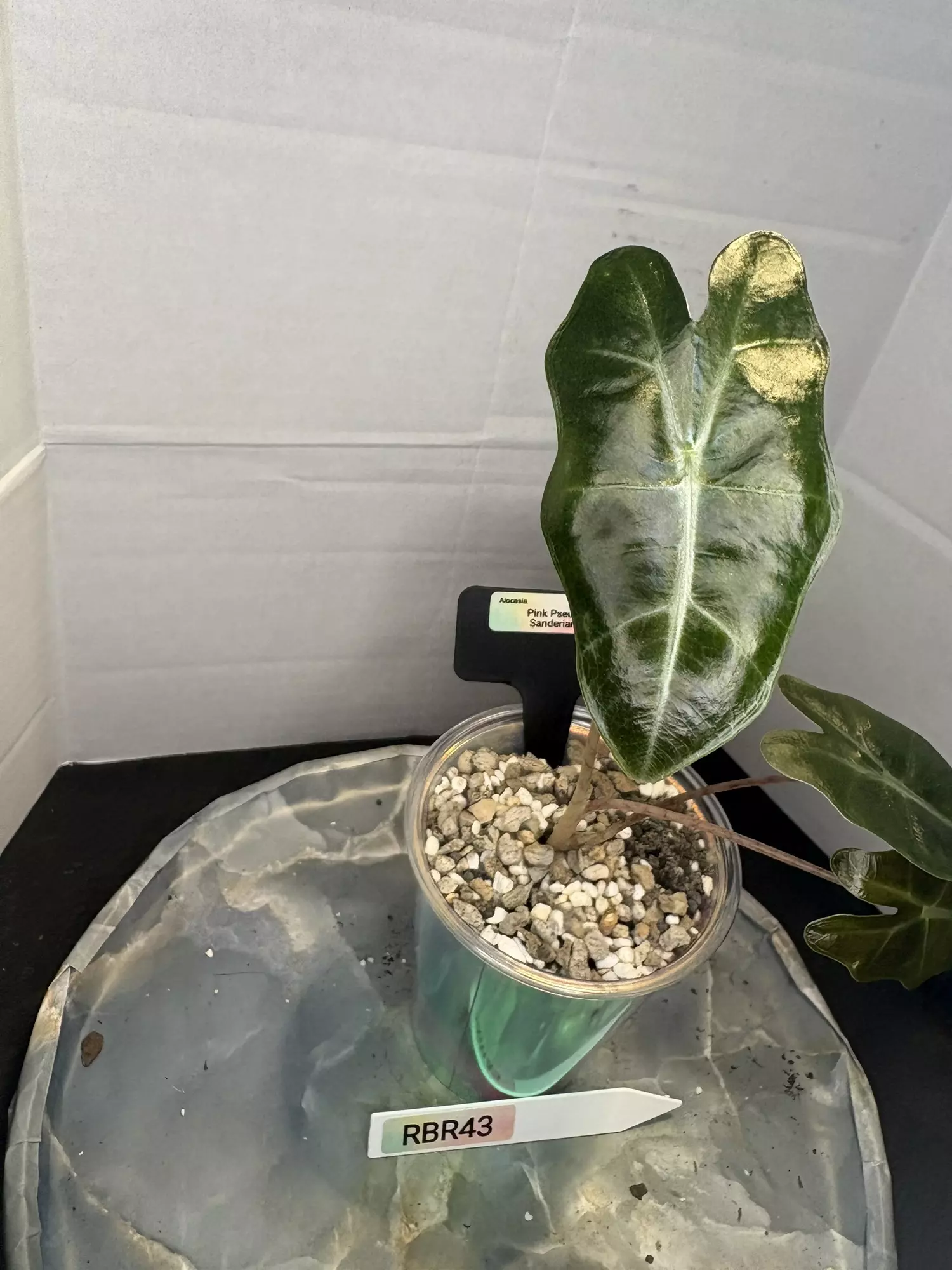 plant/RBR43 Alocasia Pink Pseudo Sanderiana-1