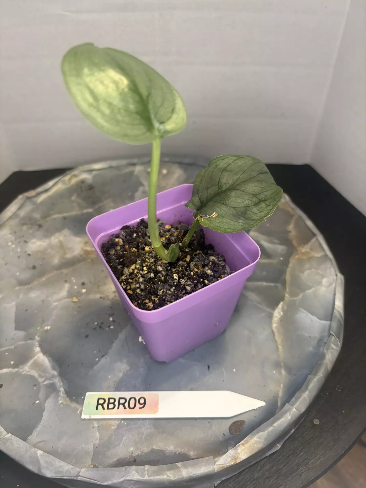 plant/RBR09 Scindapsus Platinum-1