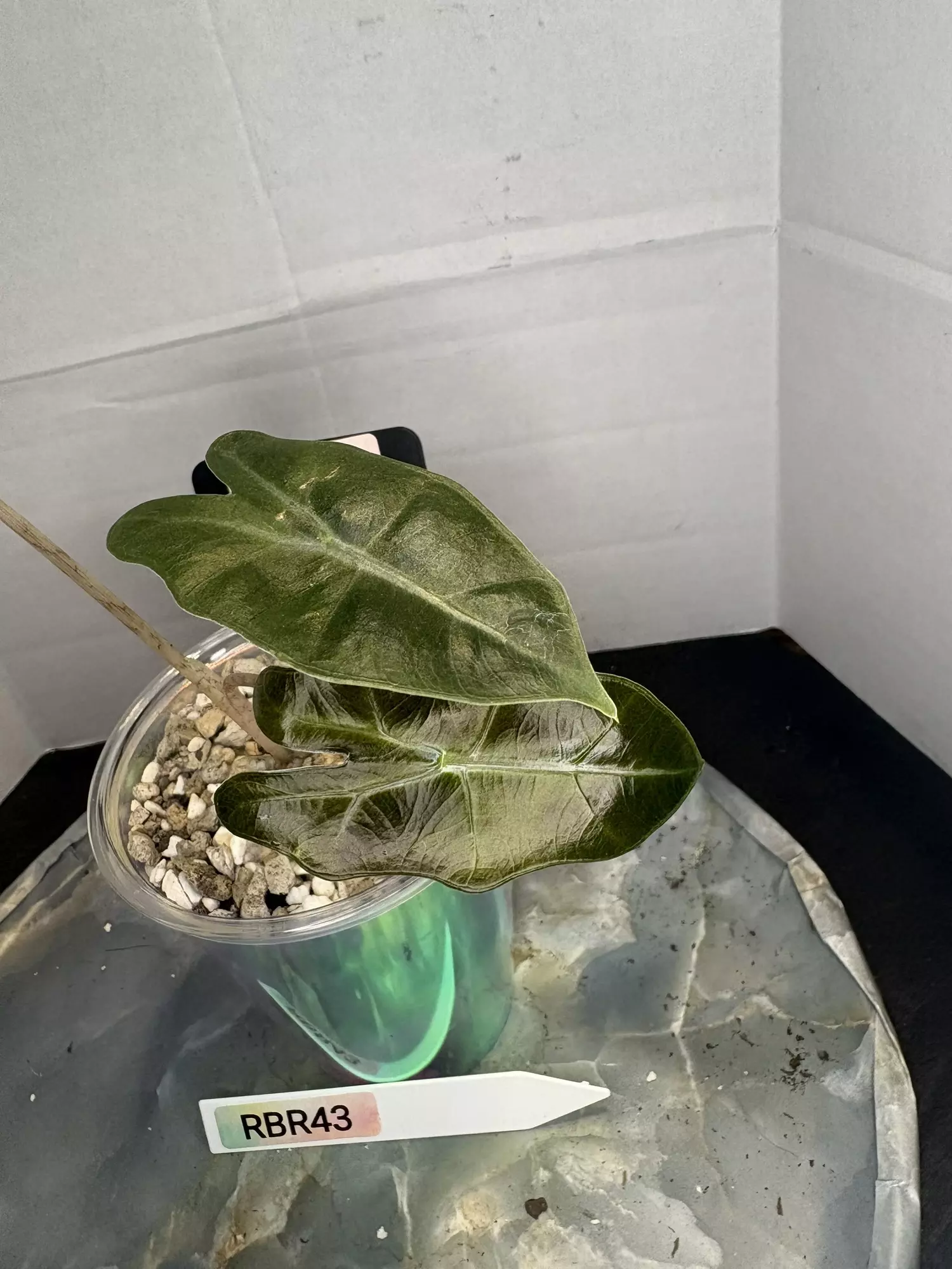 plant/RBR43 Alocasia Pink Pseudo Sanderiana-0