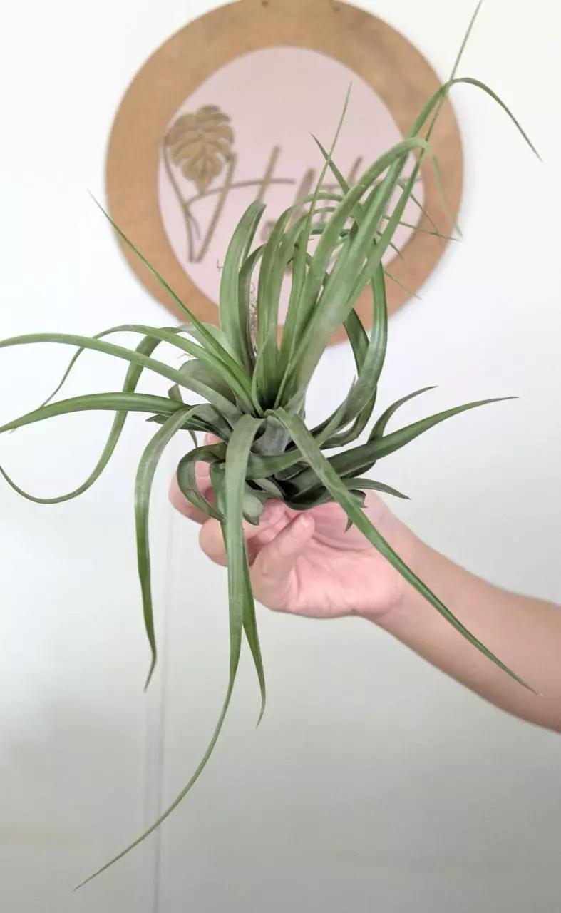 plant/#5 Tillandsia-0