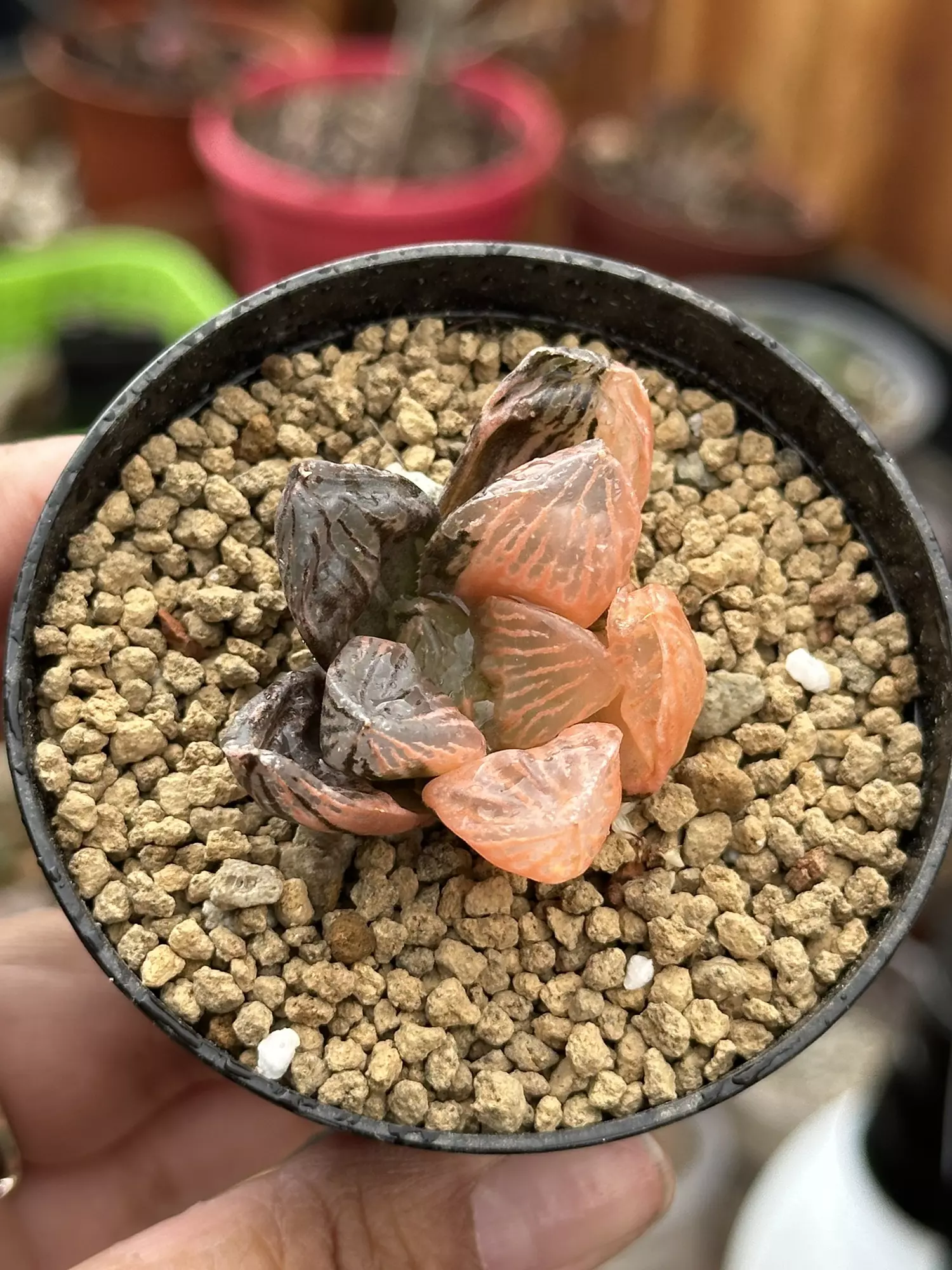 plant/Haworthia SpringBok-1