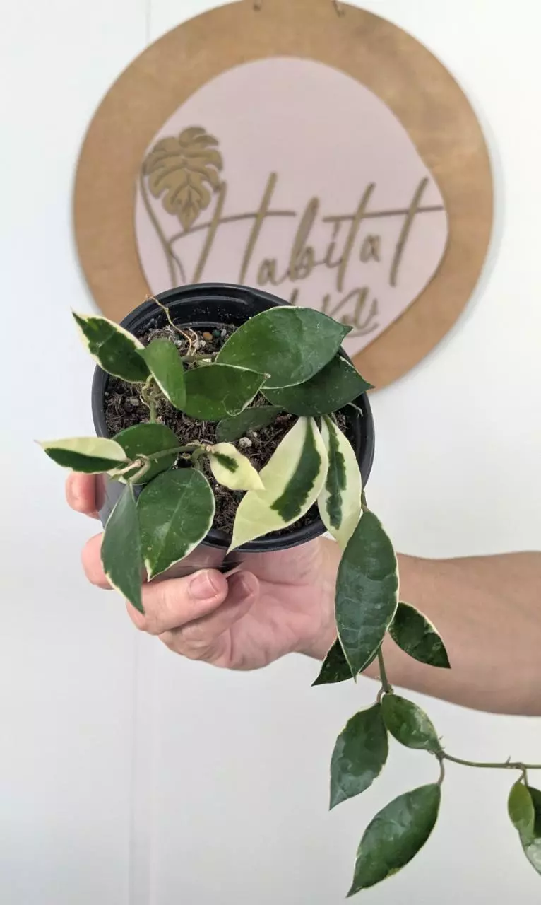 plant/#2710 Hoya lacunosa 'Asami' Albo -0