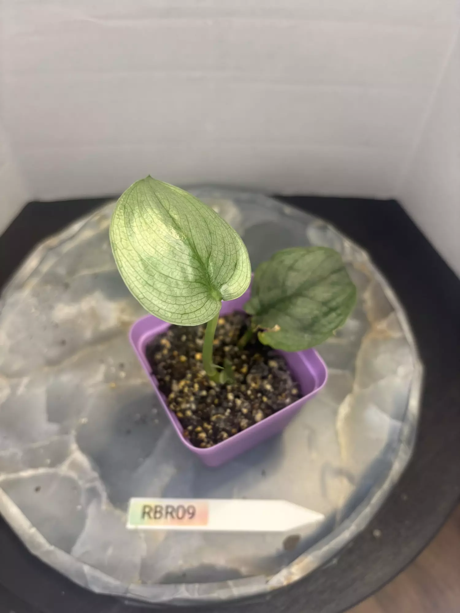 plant/RBR09 Scindapsus Platinum-0