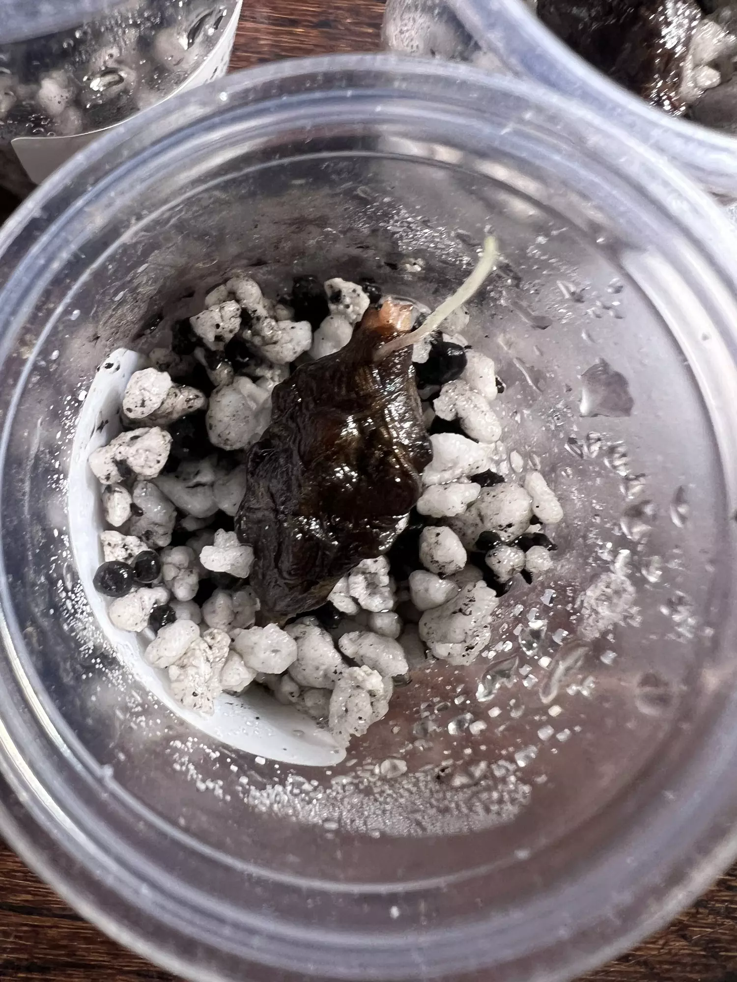 plant/Grower’s Choice - Aurea Variegated Alocasia Pink Dragon Corm-1