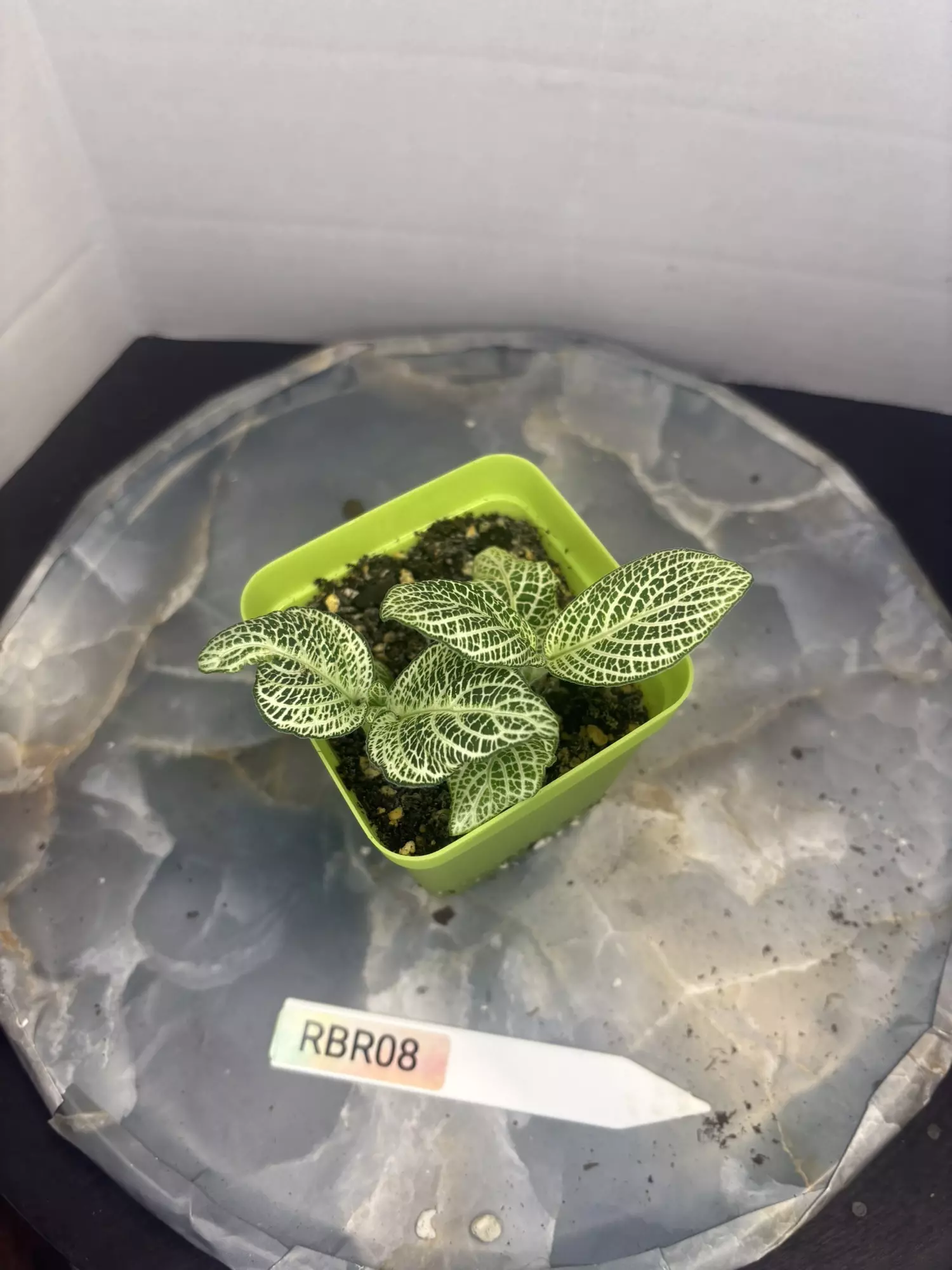 plant/RBR08 Silver Nerve Fittonia-1