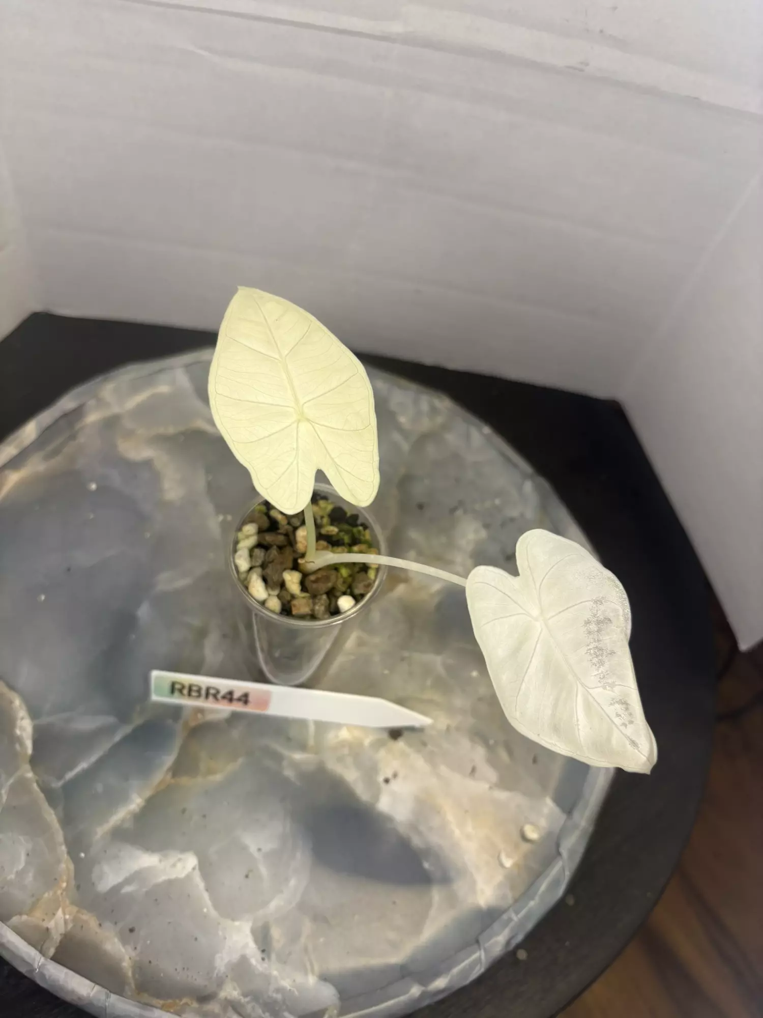 plant/RBR44 Alocasia Frydek Variegated-1