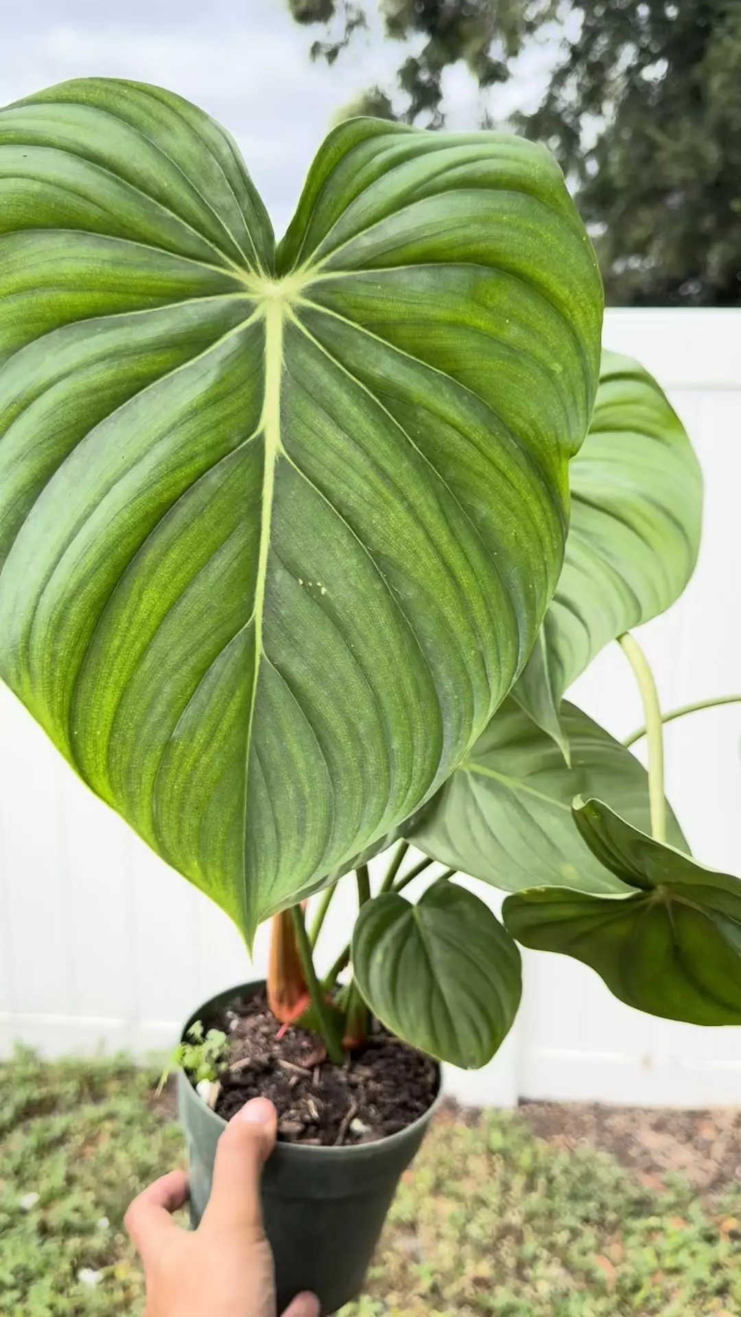 plant/Philo plowmanii xl -0