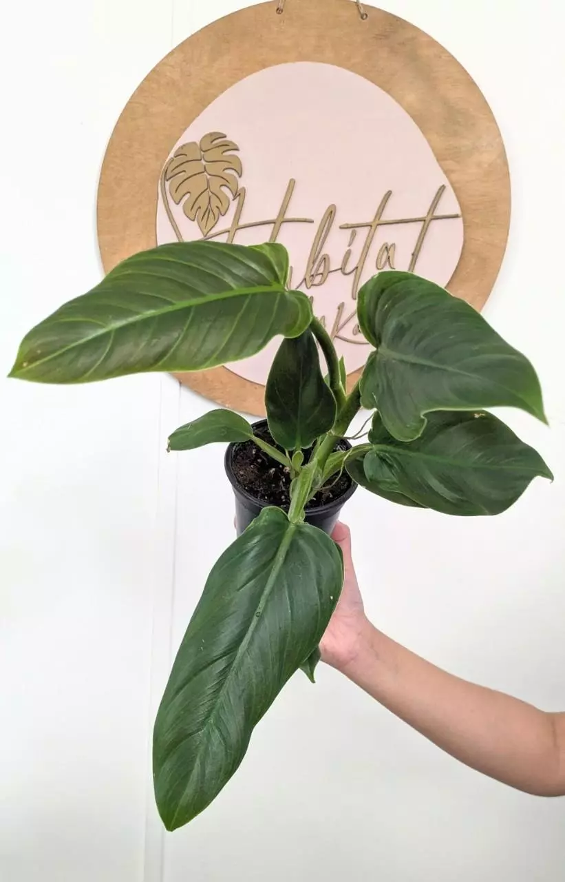 plant/#2580 Philodendron Subhastatum -0