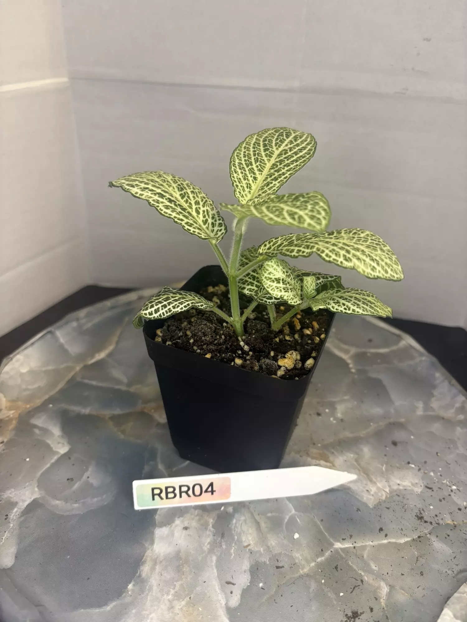plant/RBR04 Silver Nerve Fittonia-1