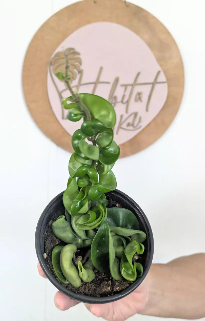 plant/#2713  Hoya carnosa Compacta -0