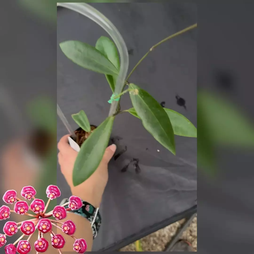 plant/Hoya pulchra-0