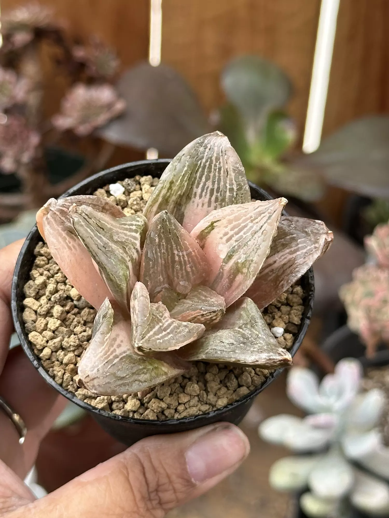 plant/Haworthia San xian shou Jin-0