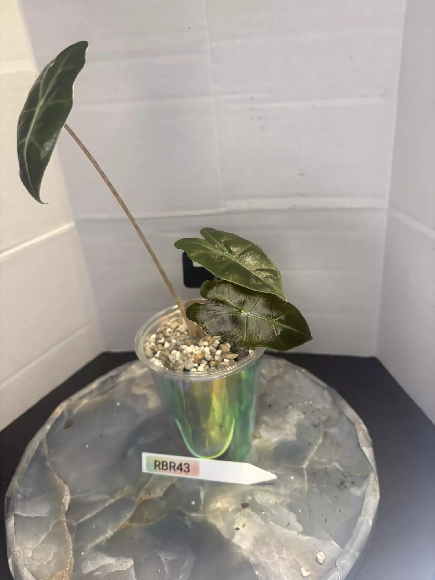 plant/RBR43 Alocasia Pink Pseudo Sanderiana-3