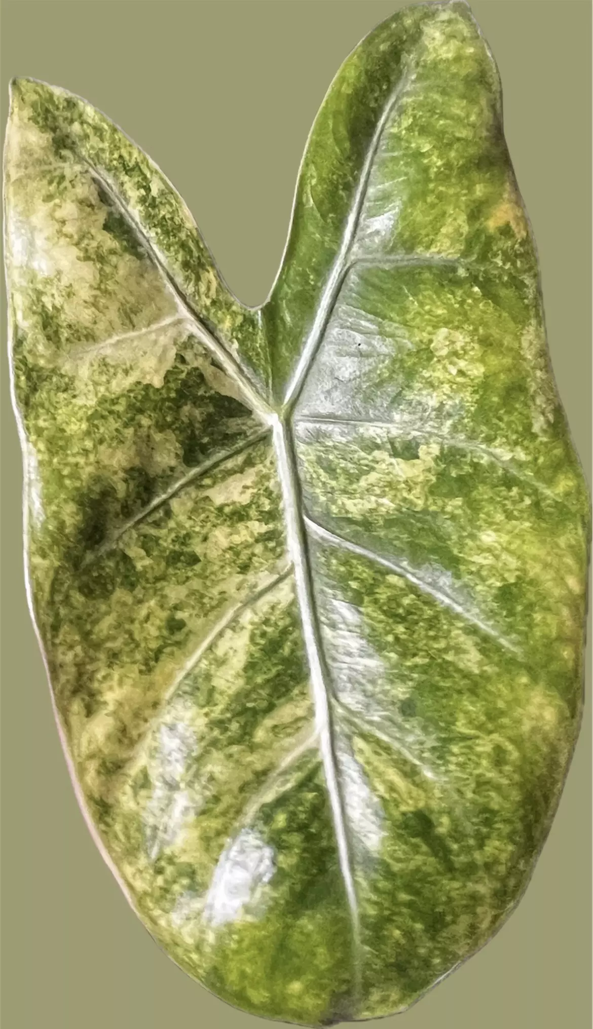 plant/Grower’s Choice - Aurea Variegated Alocasia Pink Dragon Corm-0