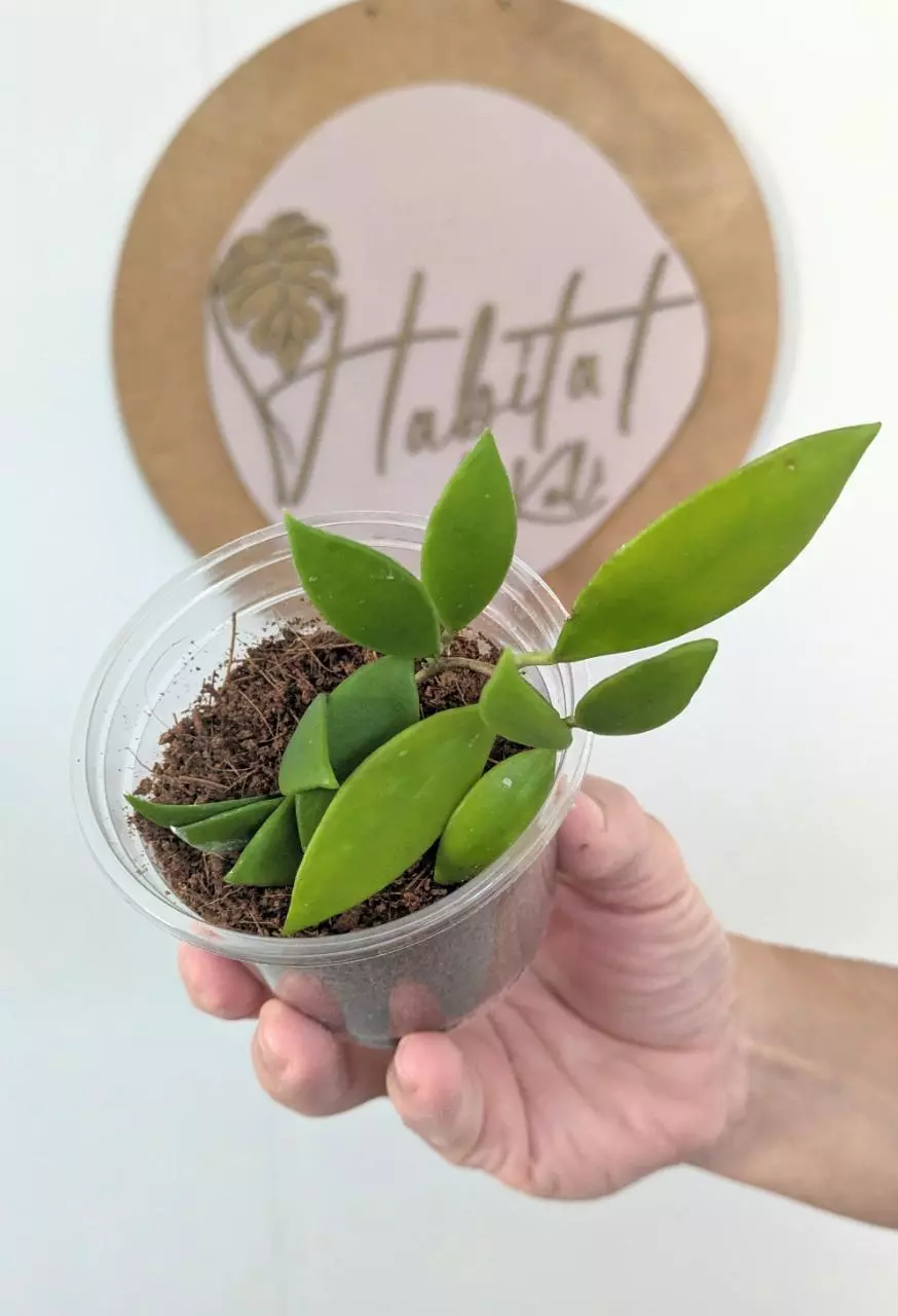 plant/#2819  Hoya micrantha -0