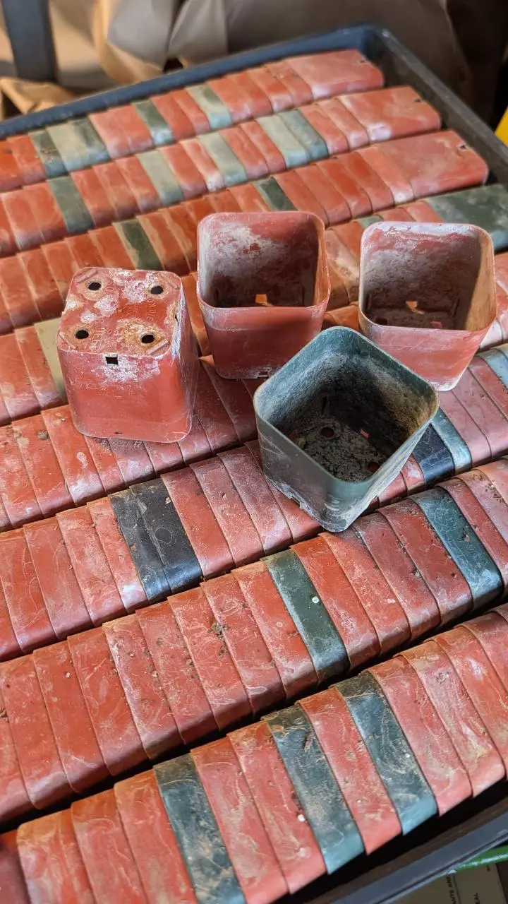 plant/2" used water dance nursery pots , 20 pieces-0