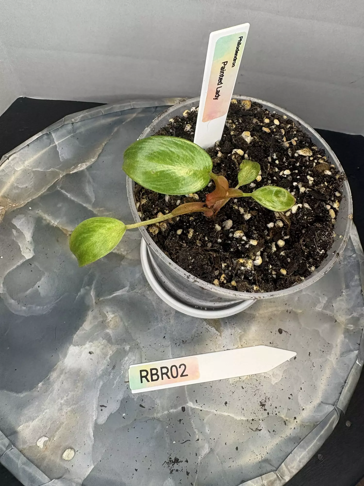 plant/RBR02 Philodendron Painted Lady-1