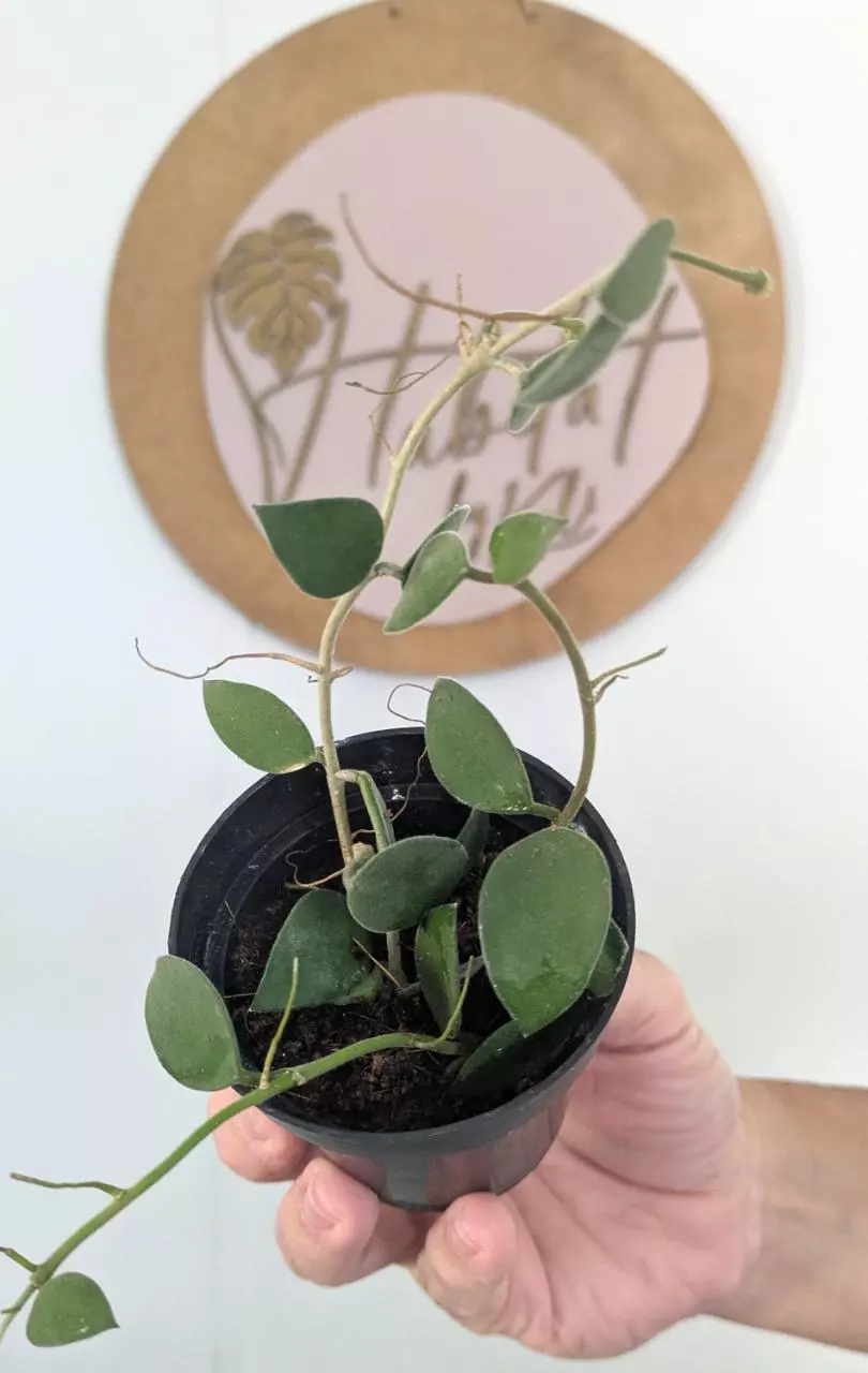 plant/#2820 Hoya nummularioides -0