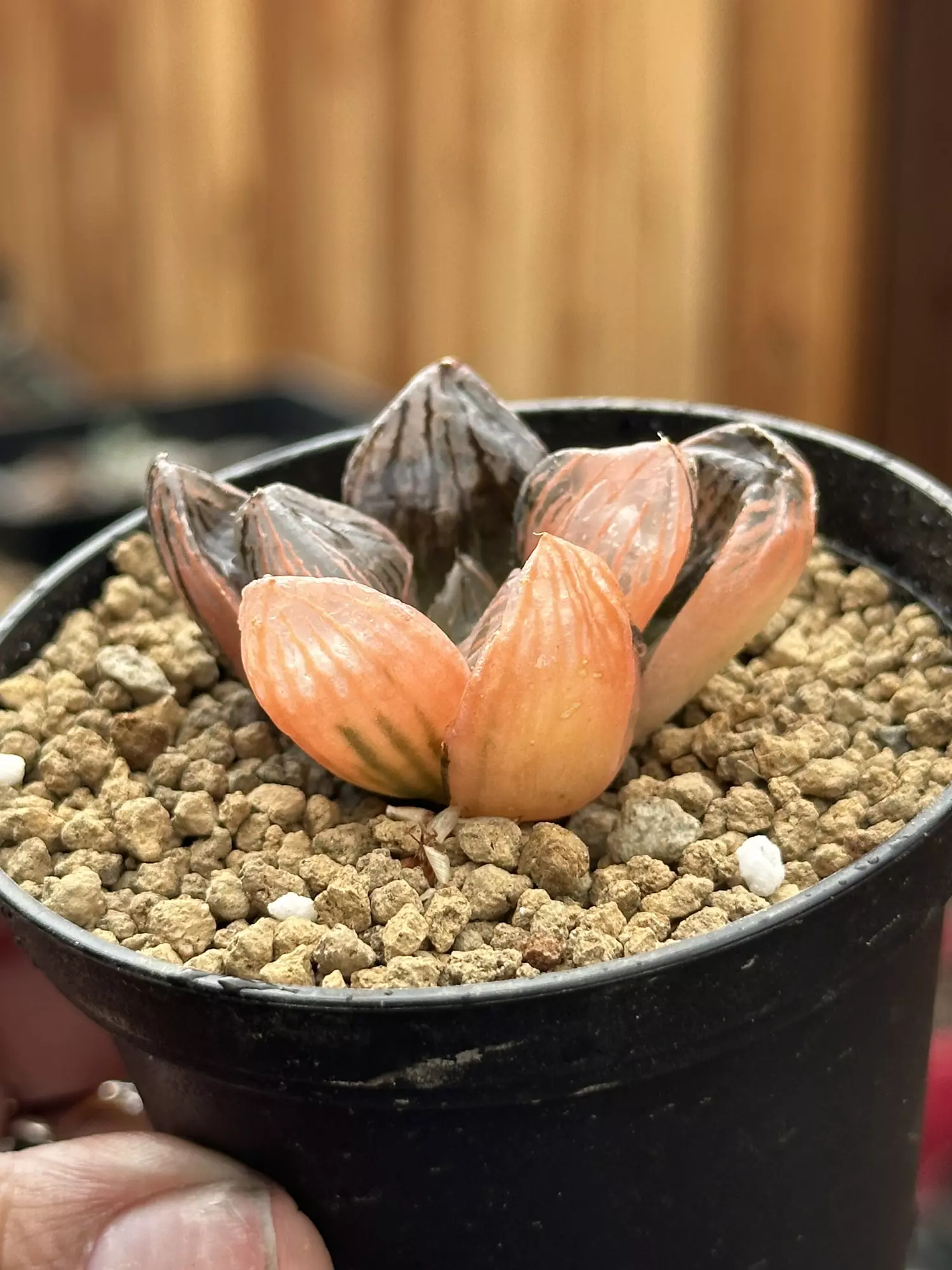 plant/Haworthia SpringBok-0