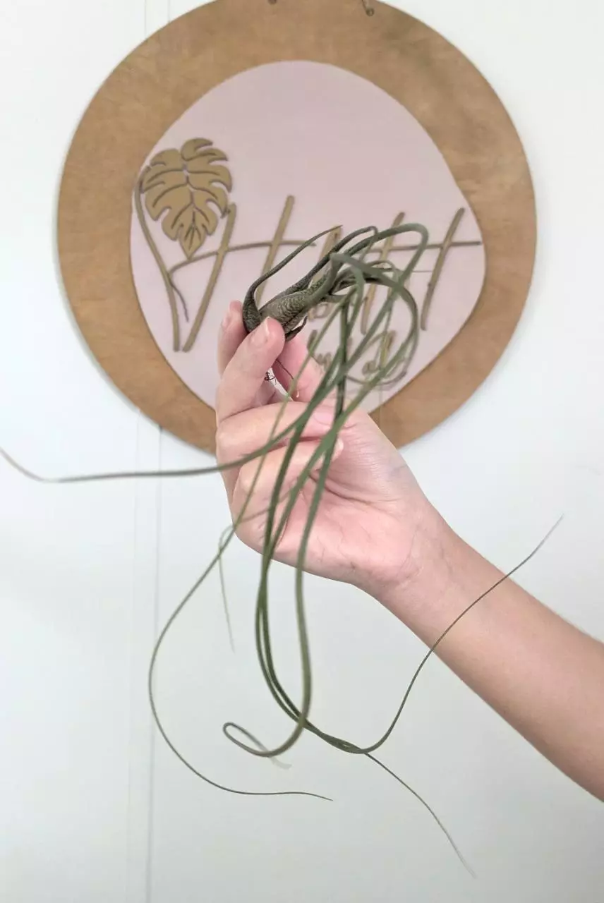 plant/#4 Tillandsia-0