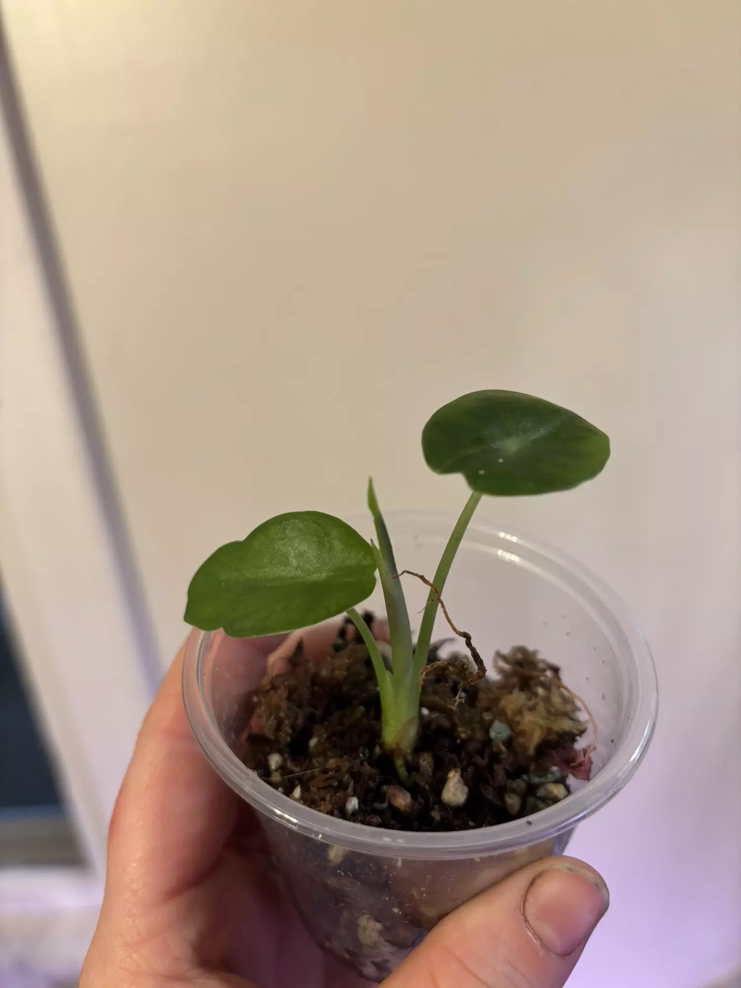 plant/Alocasia no I’d yet -0