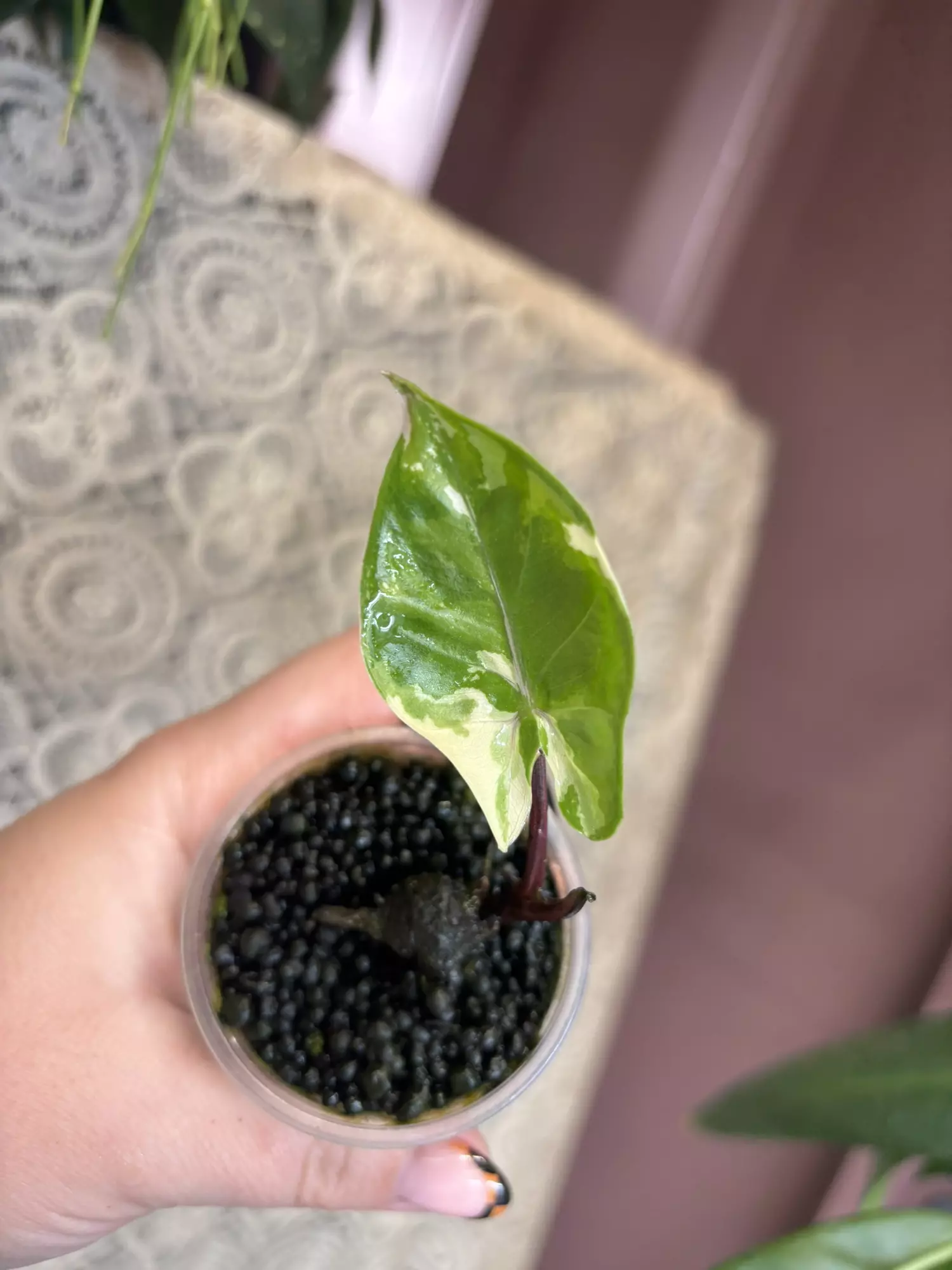 plant/Black Stem Albo-2