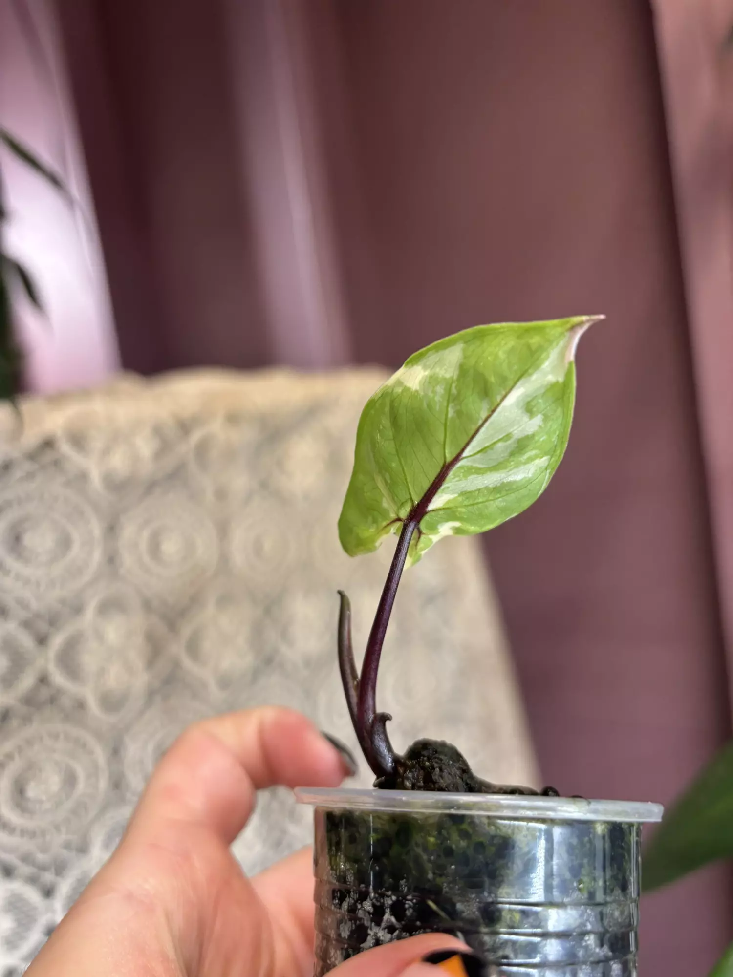 plant/Black Stem Albo-1