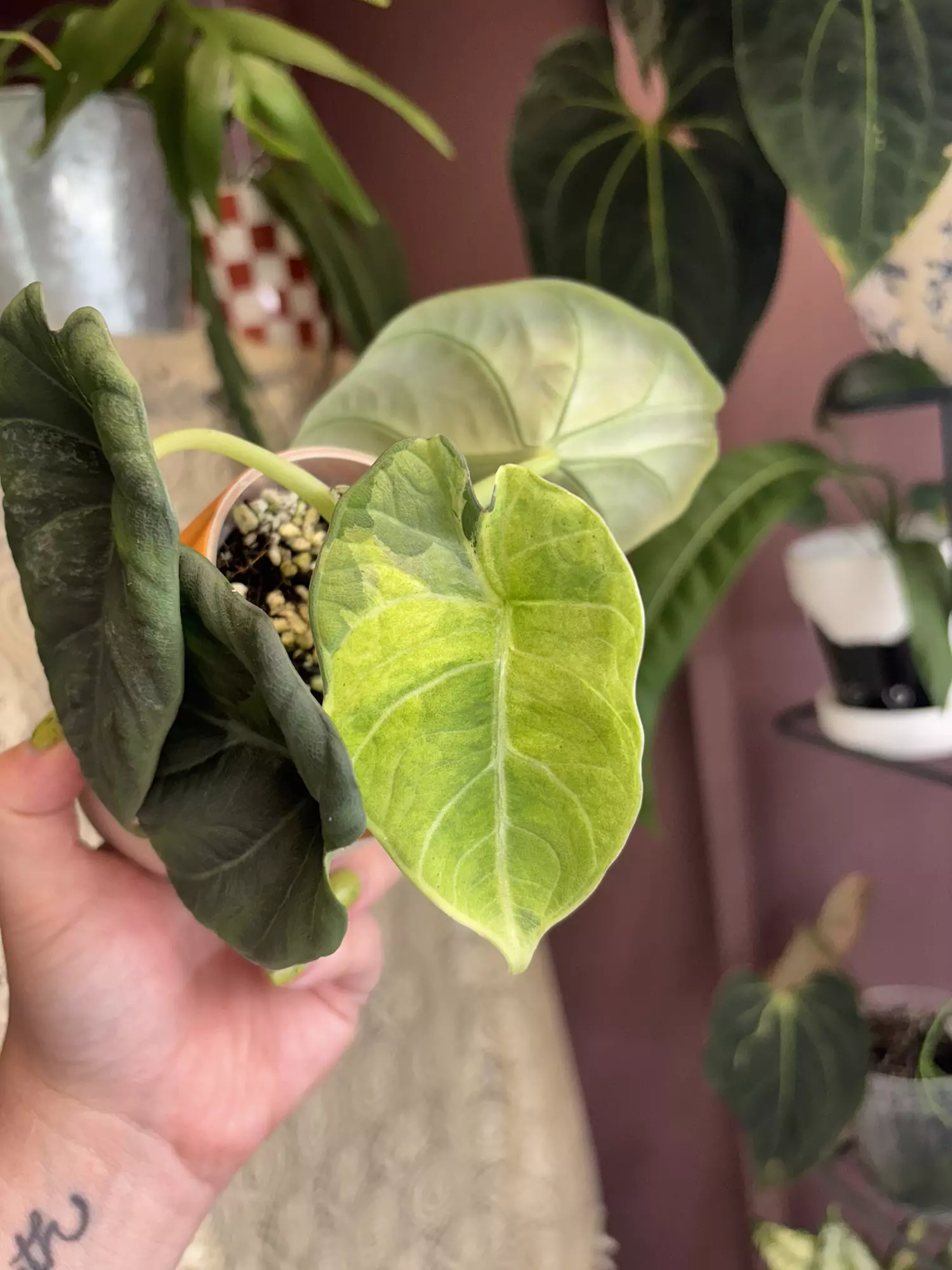 plant/Maharani Lava rooted Corm-0