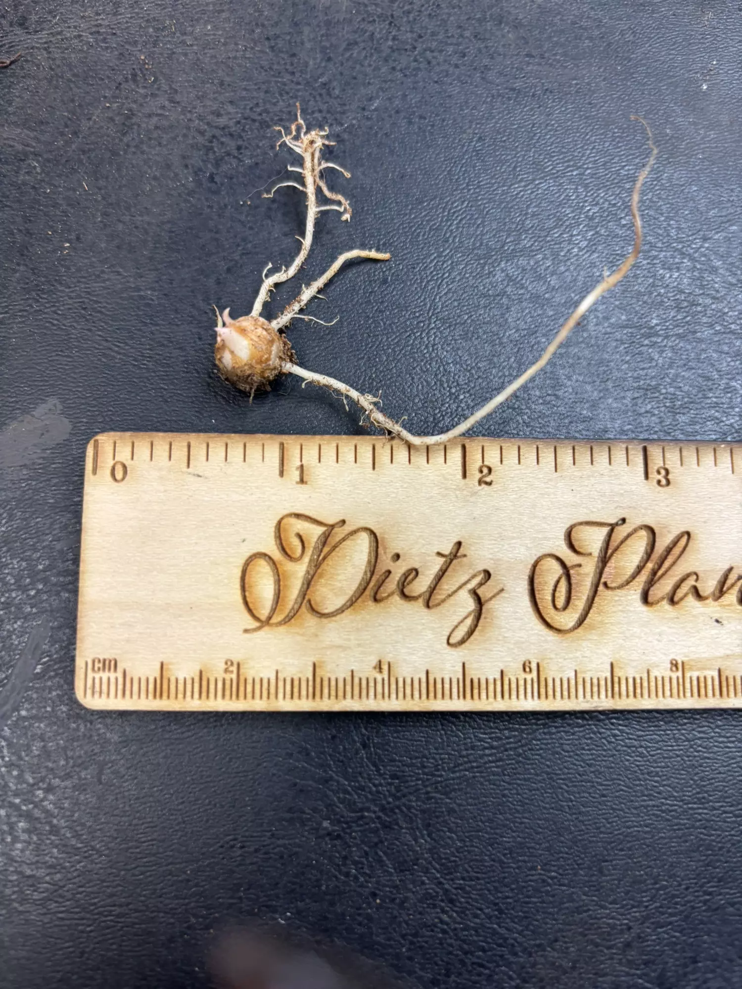 plant/Maharani Lava rooted Corm-1