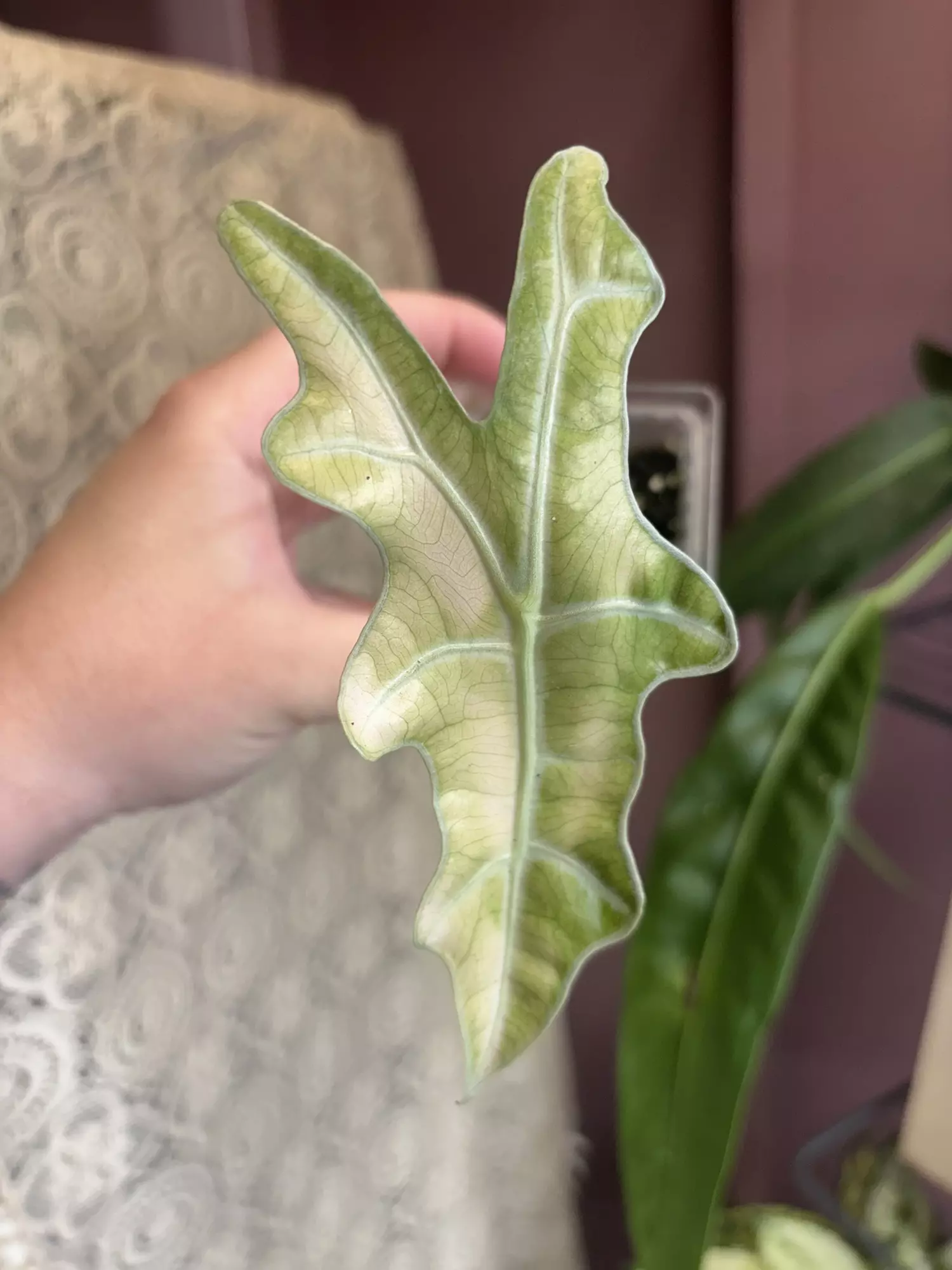 plant/Pink Nobillis-0