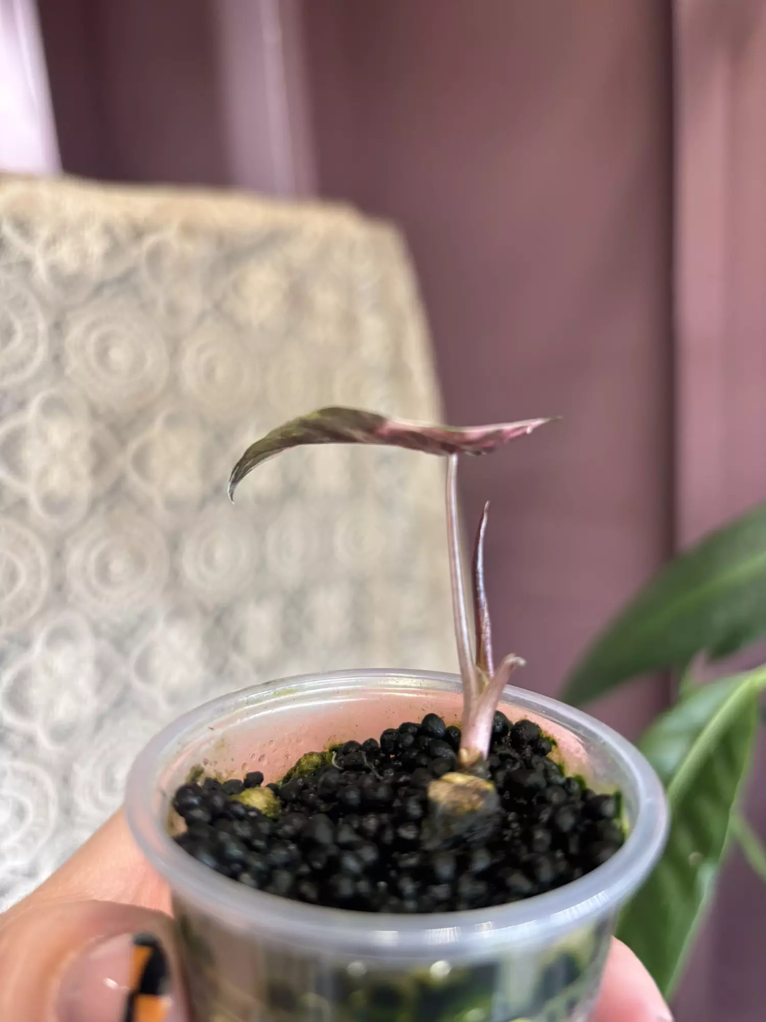 plant/Pink Chantieri-1