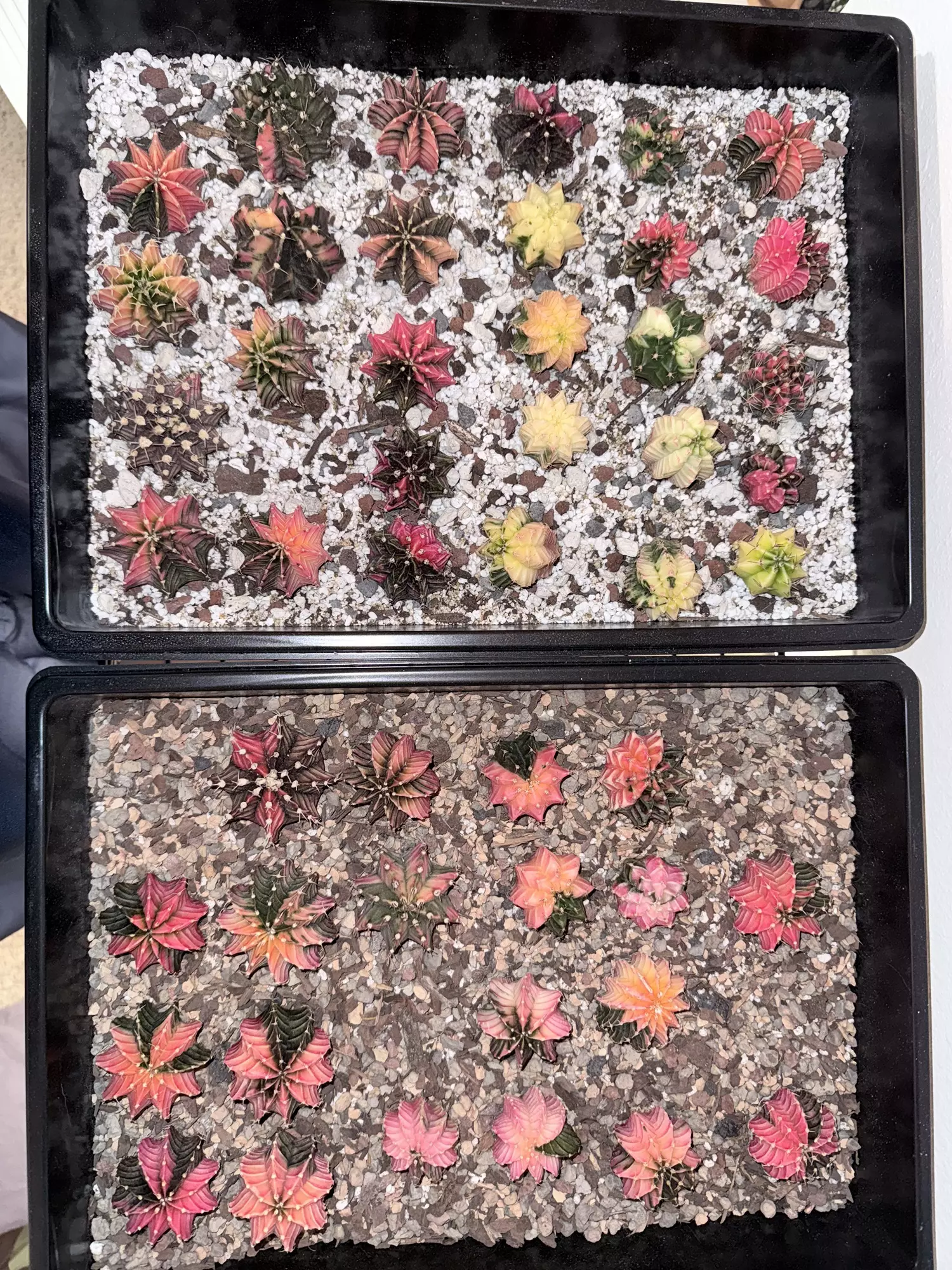 plant/Grower’s Choice Gymno-0