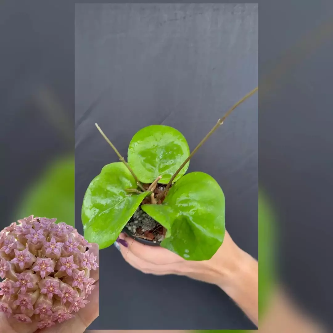 plant/Hoya ‘Ricardo’ (SS 13-5)-0